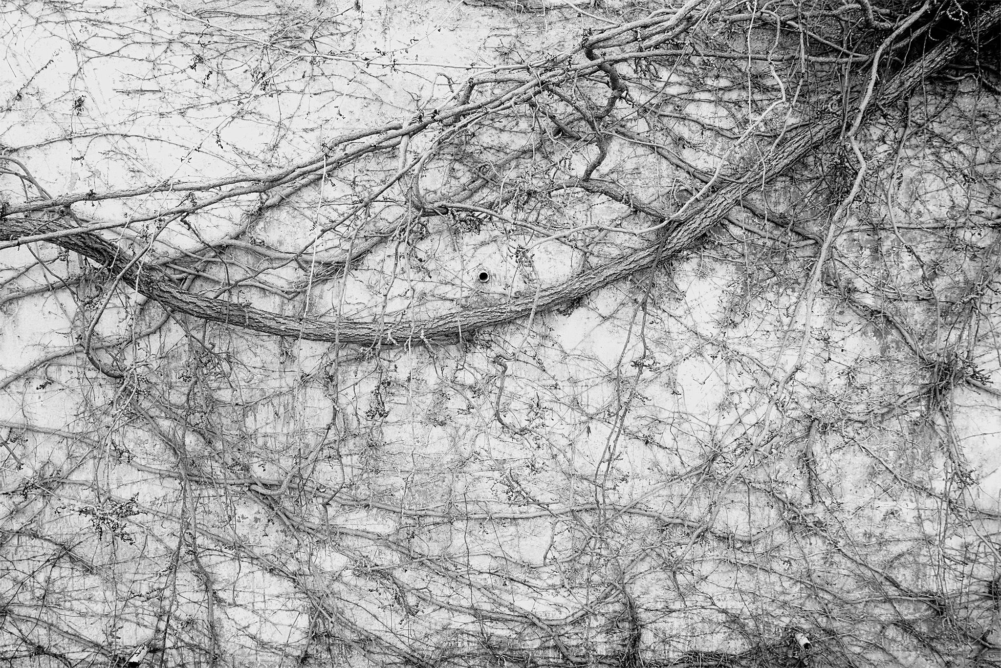 Enredaderas_5 copia.jpg