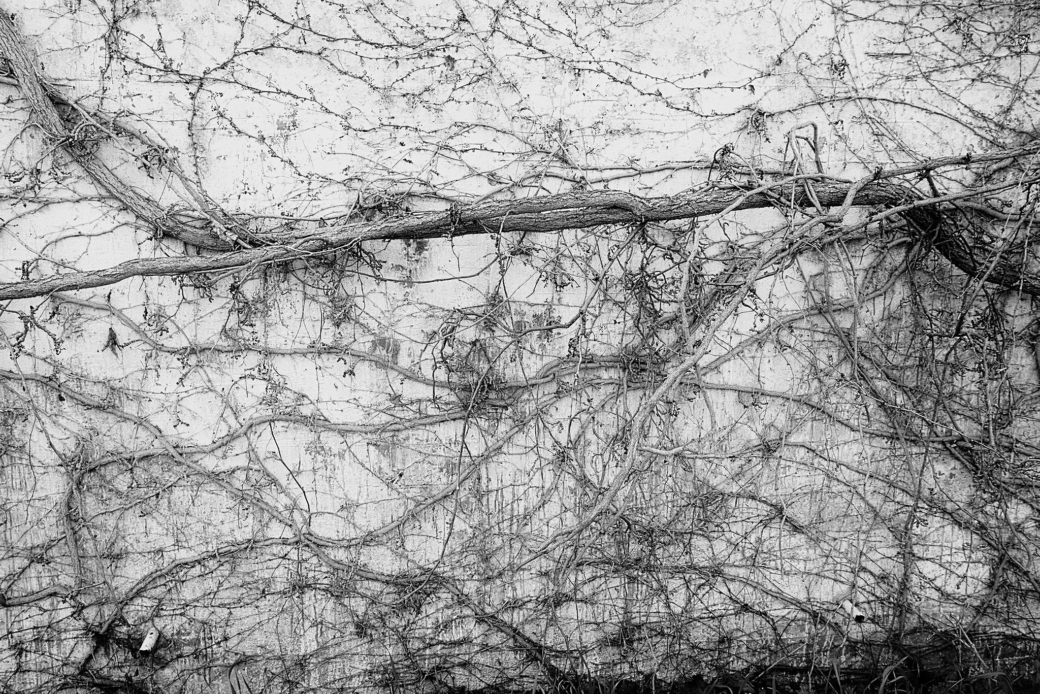 Enredaderas_6 copia.jpg