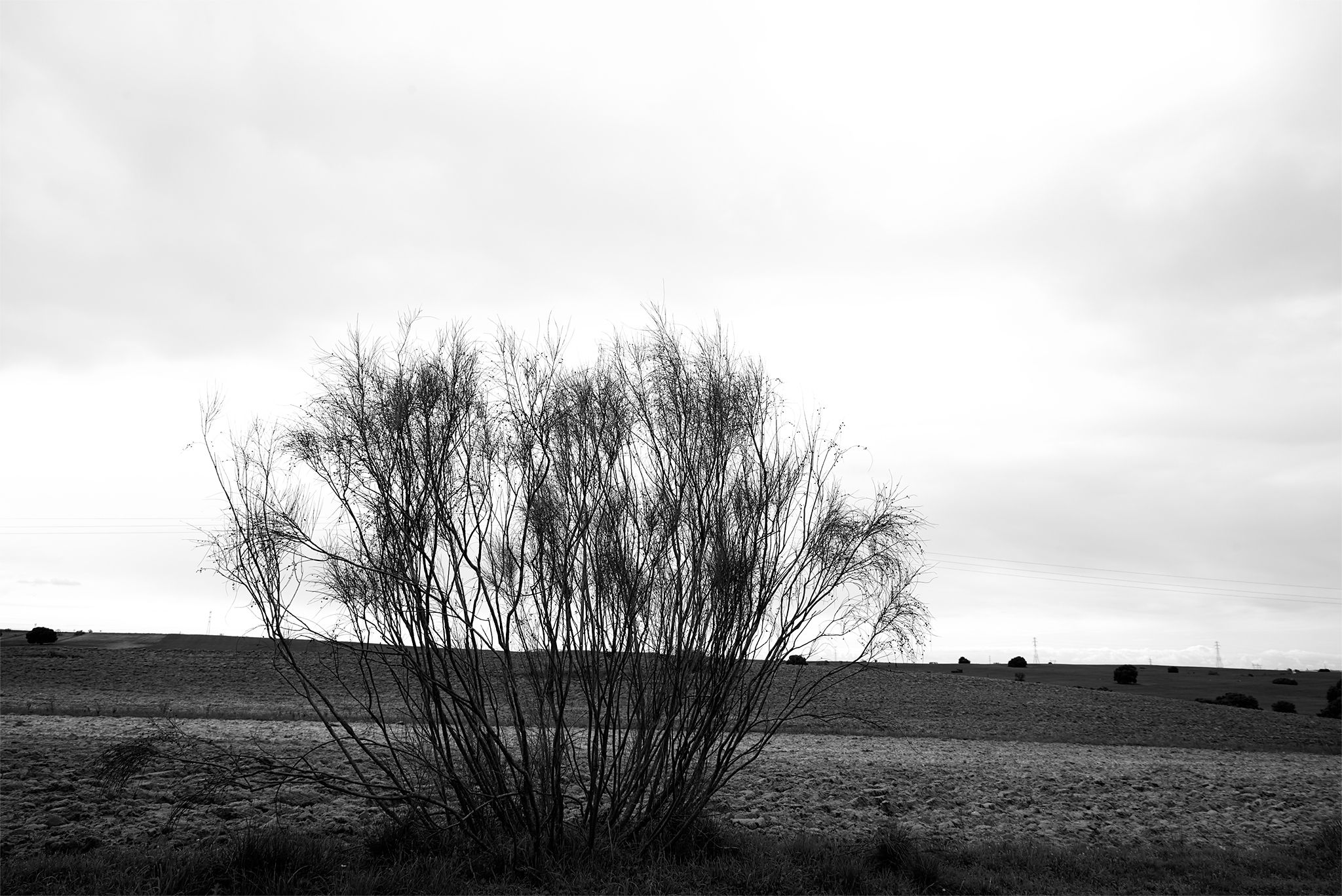 Árboles_río_6 copia.jpg