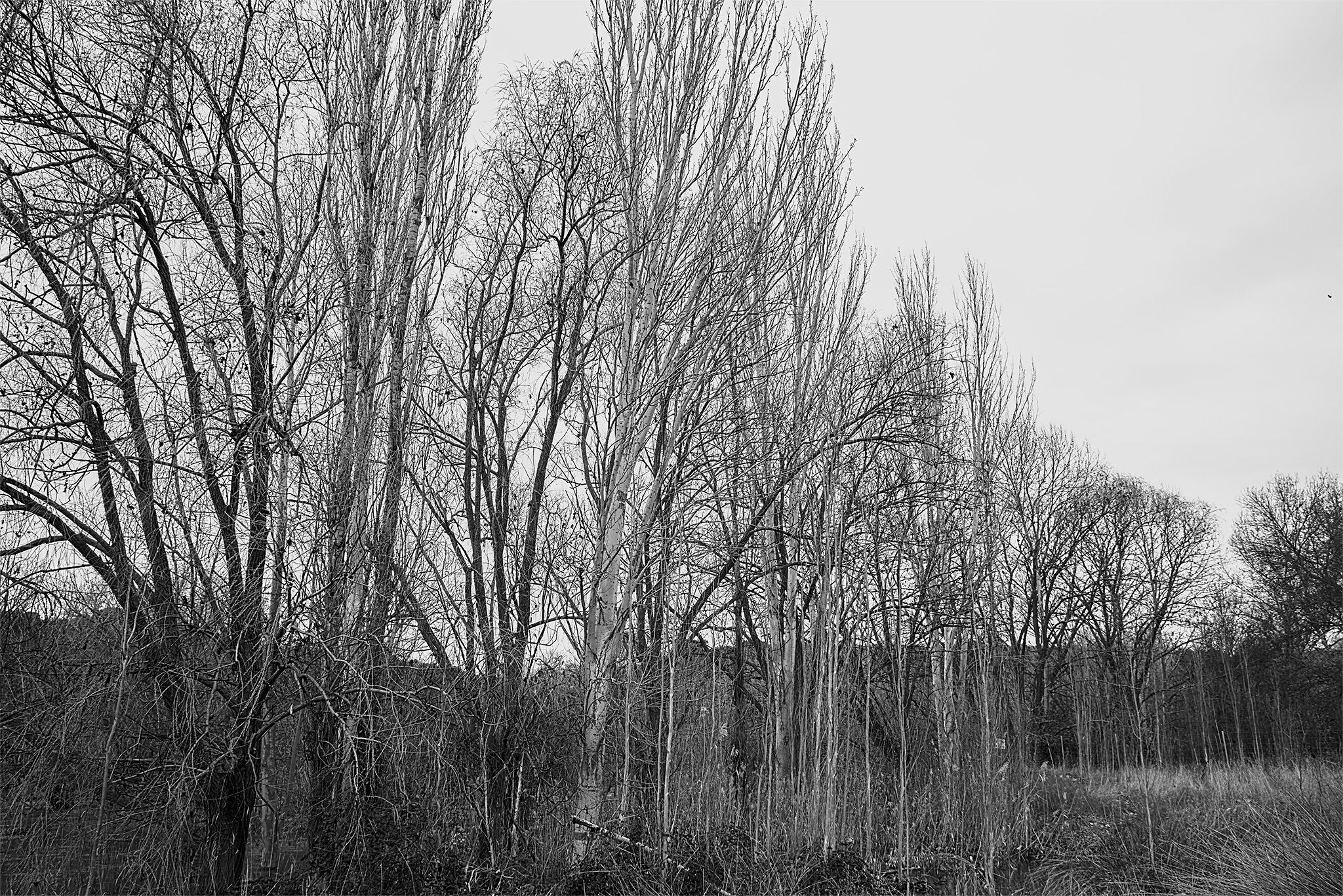 Árboles_río_1 copia.jpg