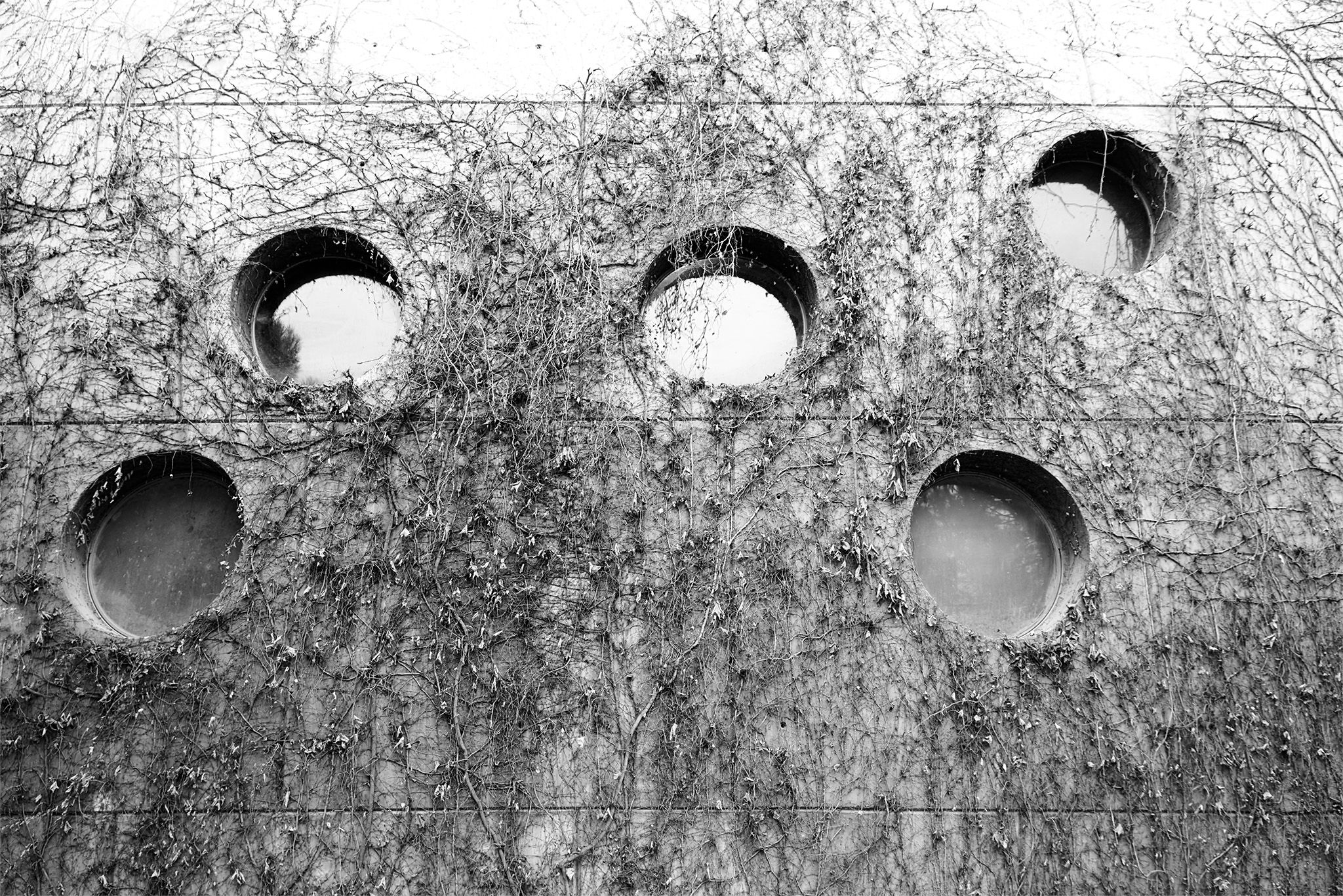 Enredadera_2 copia.jpg