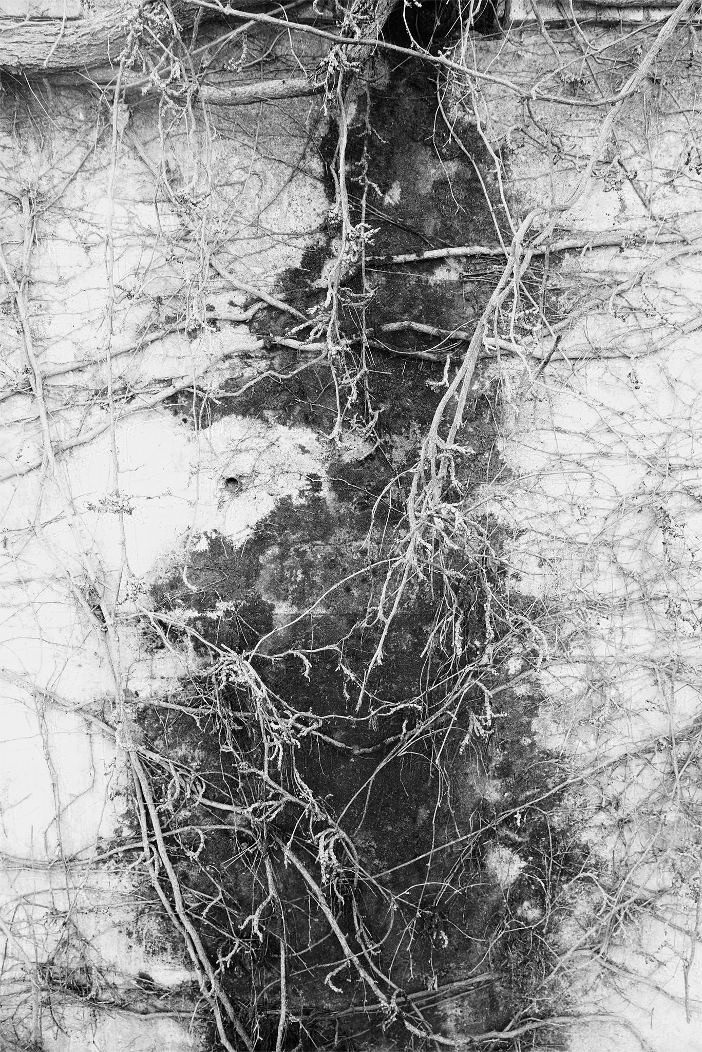 Enredaderas_4 copia.jpg