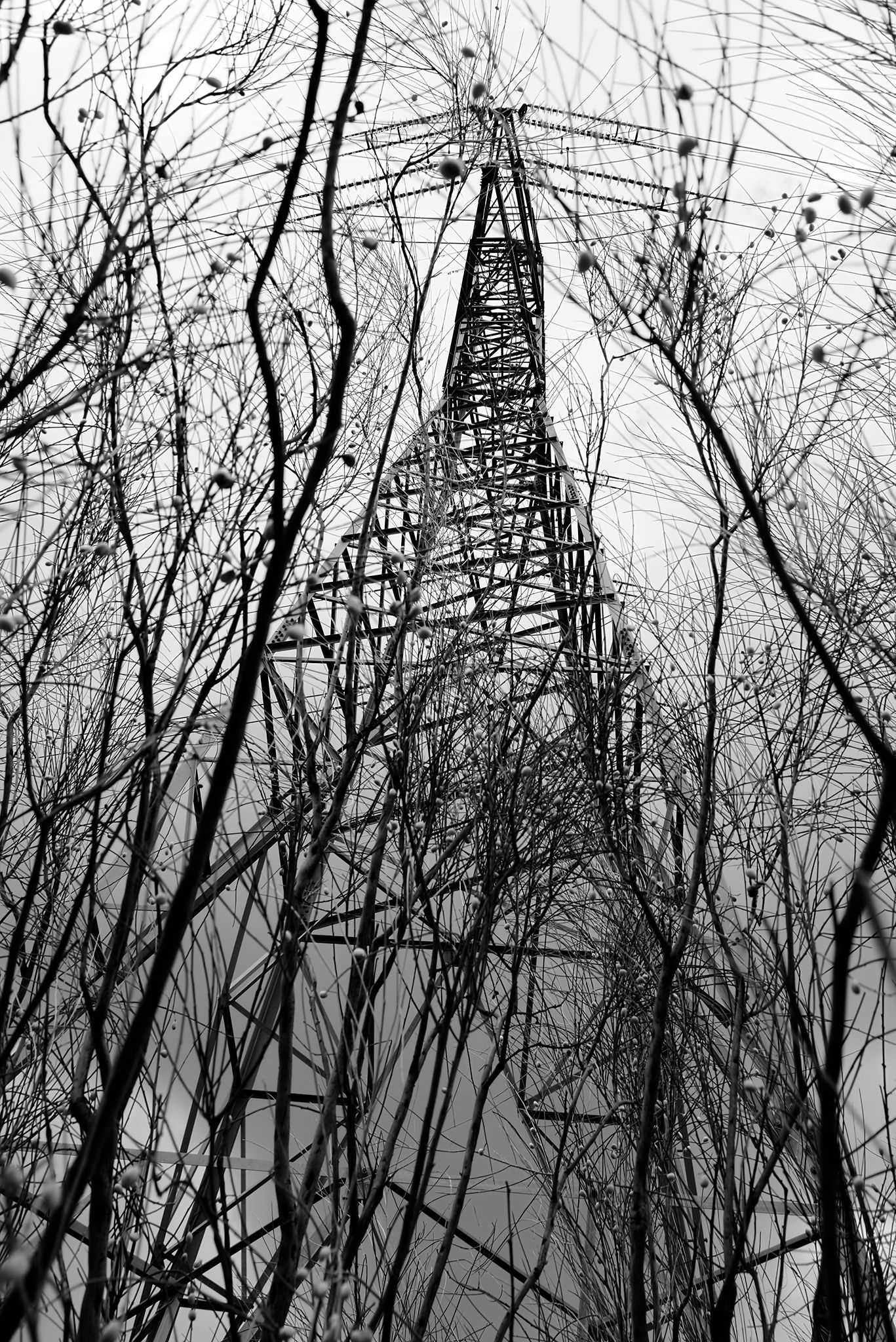 Tore_eléctrica_ramas_1 copia.jpg