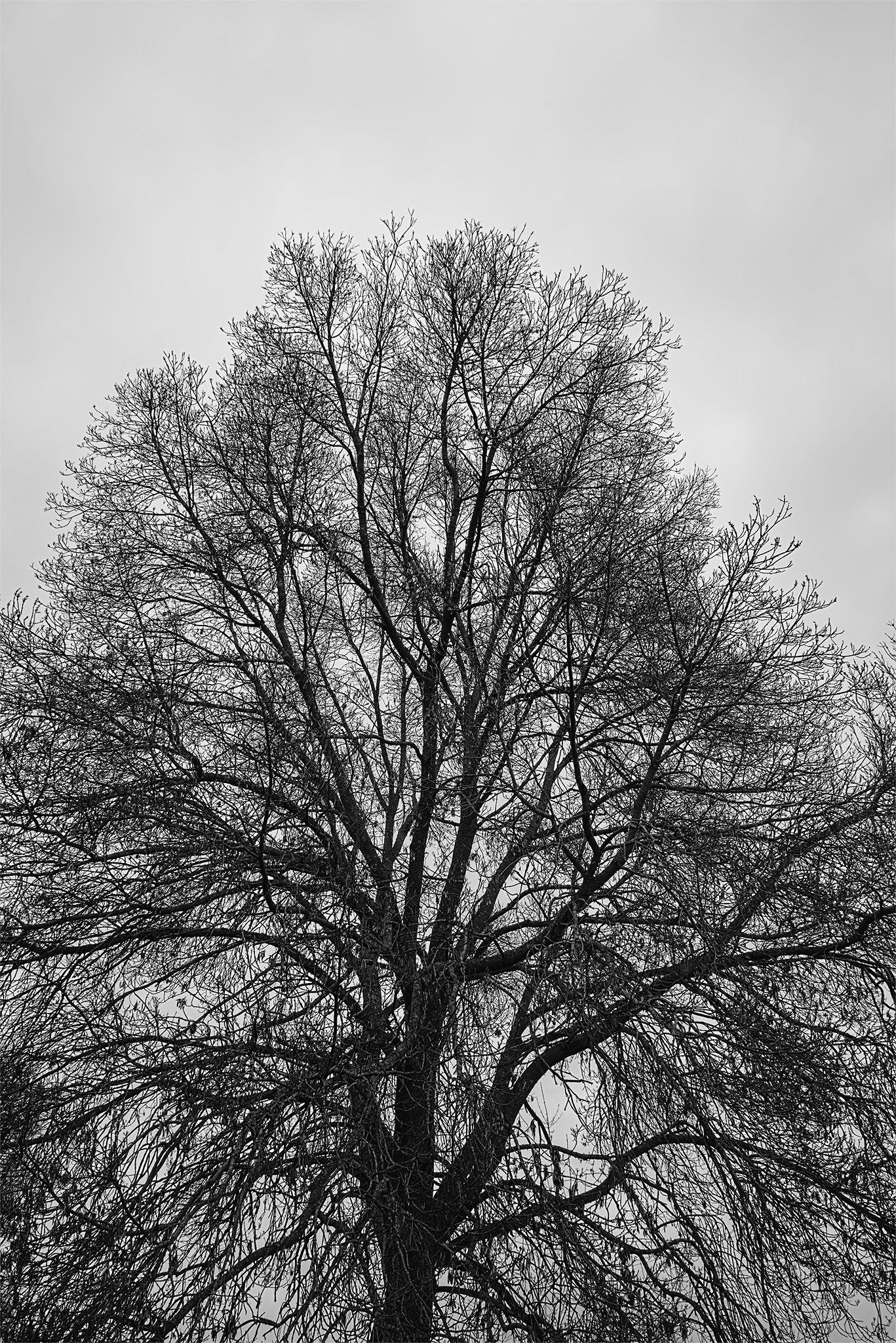 Árboles_río_3 copia.jpg