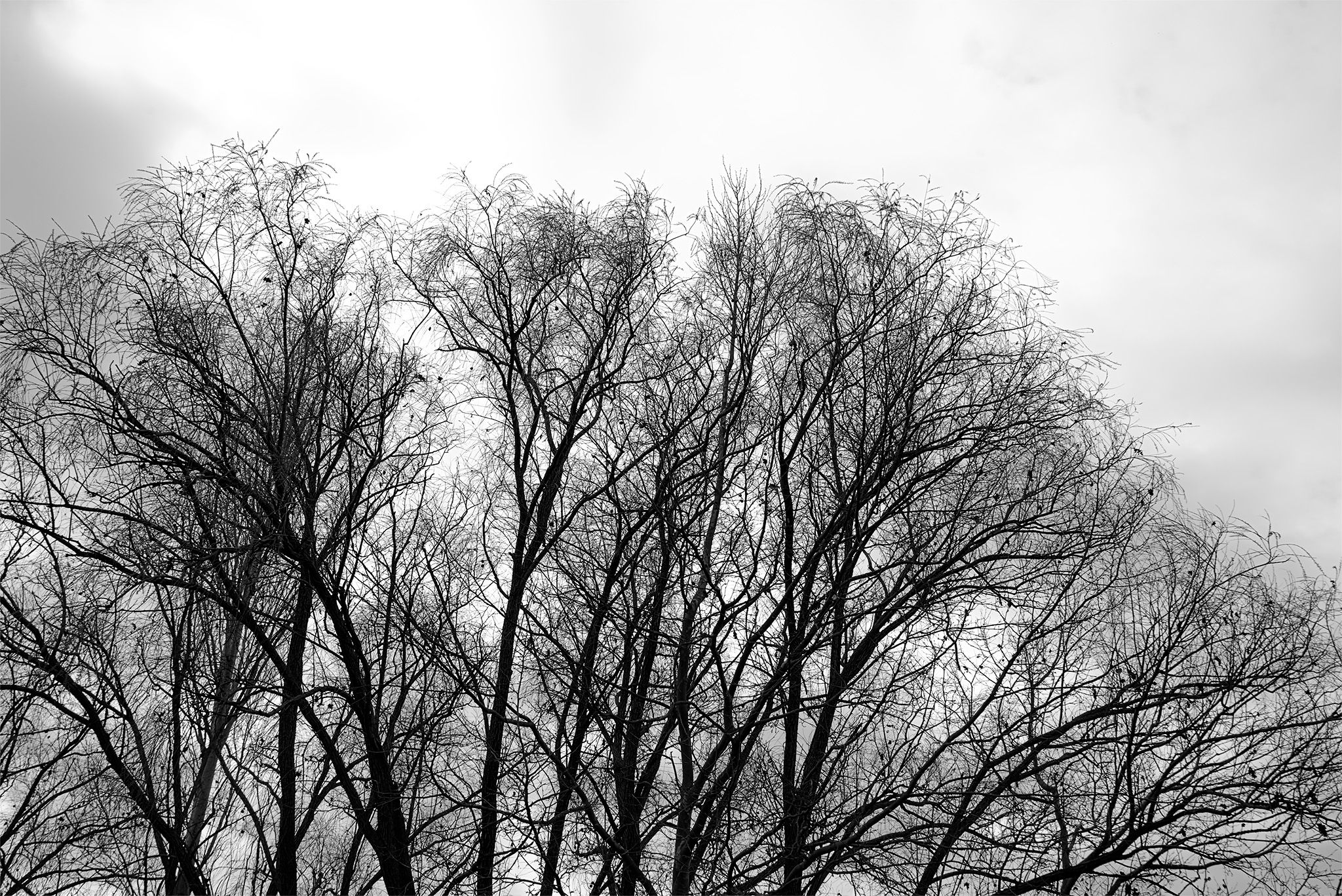 Árboles_río_4 copia.jpg