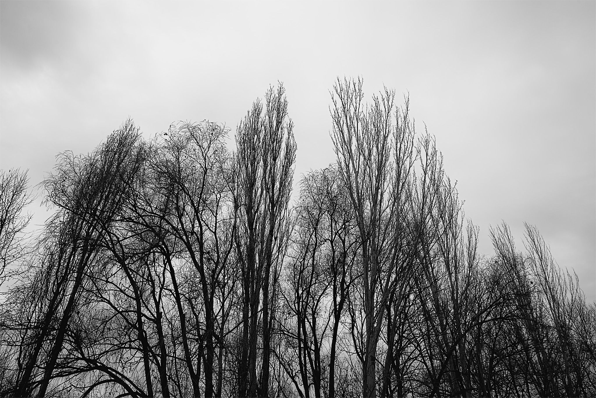 Árboles_río_2 copia.jpg