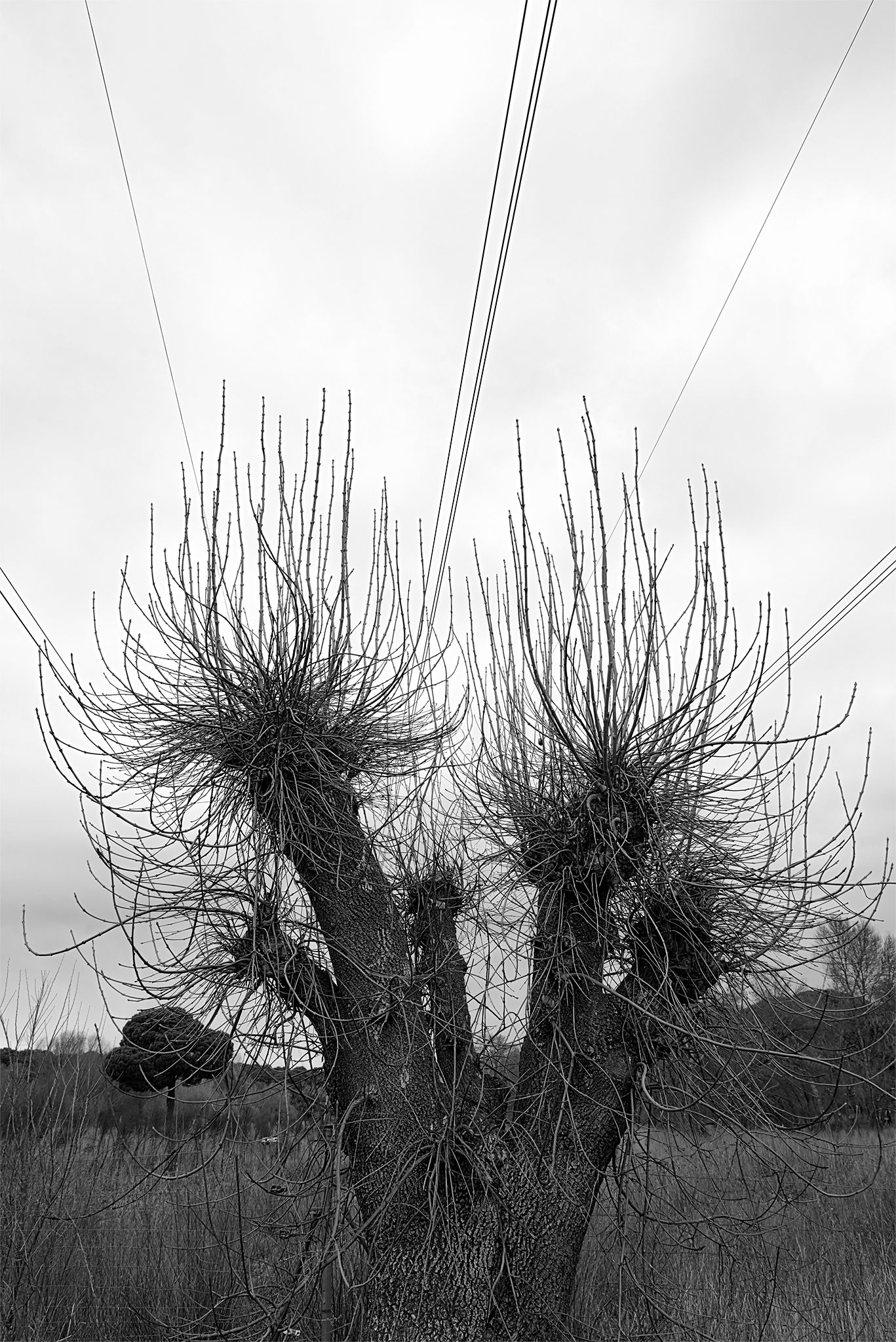 Árboles_río_5 copia.jpg