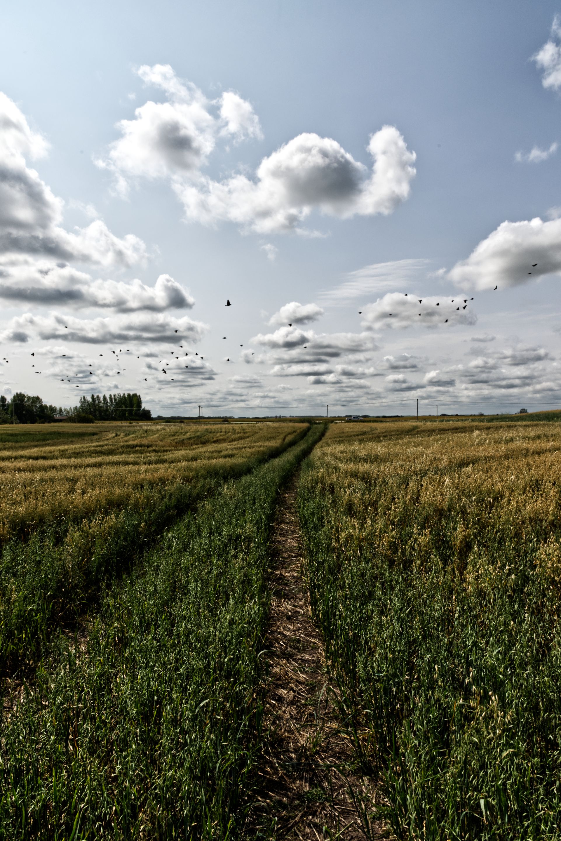 farm-sokal-00.jpg