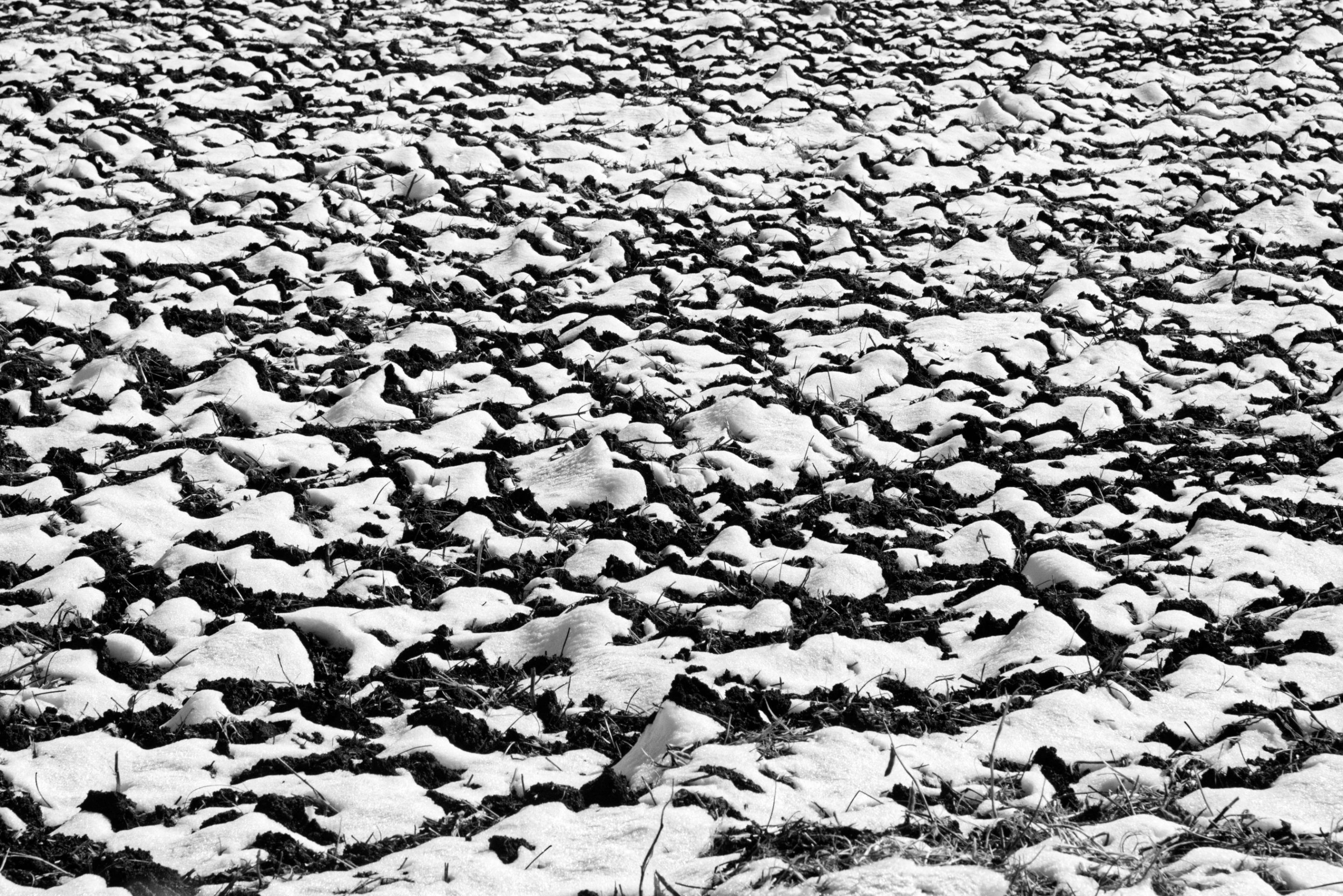 spring-1.jpg