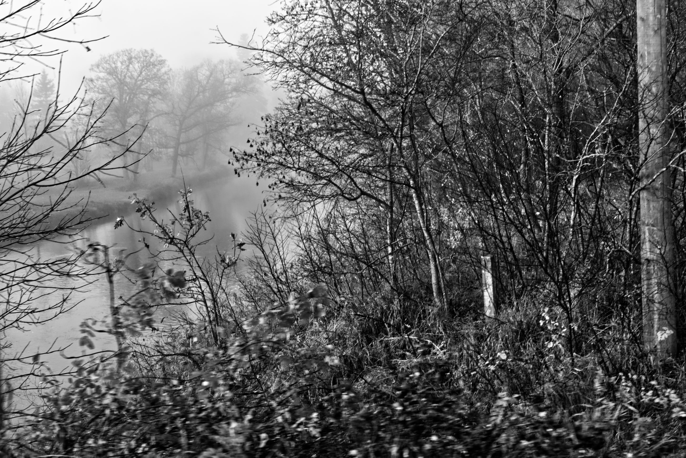 foggy-9a.jpg