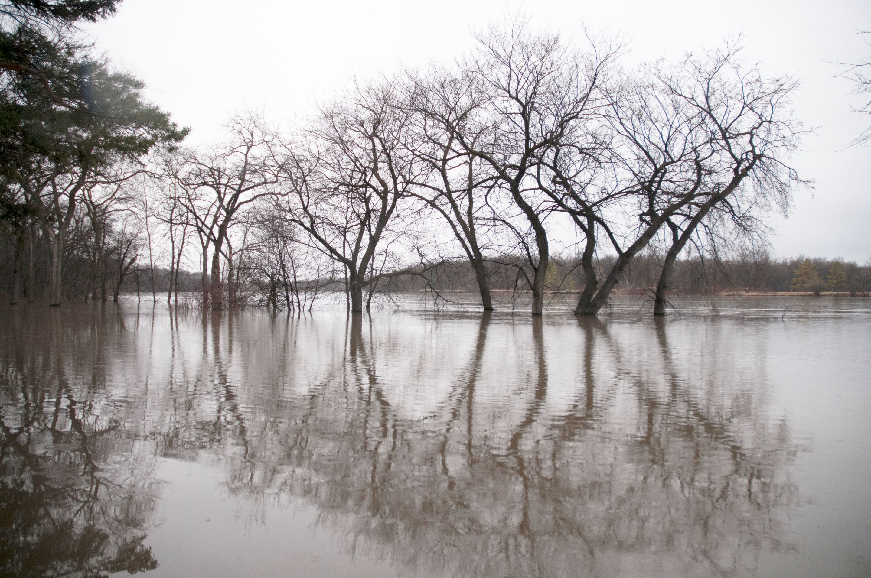 water-trees.jpg