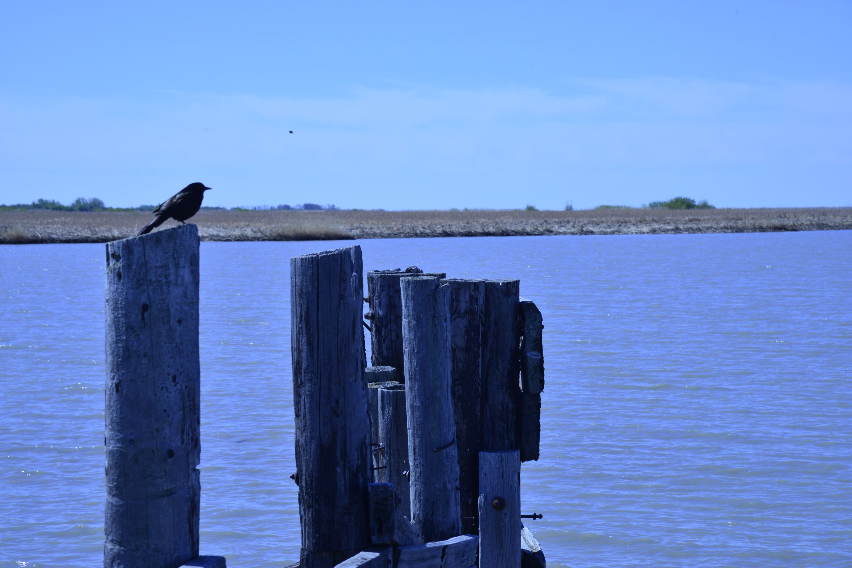 _MAY0795.JPG