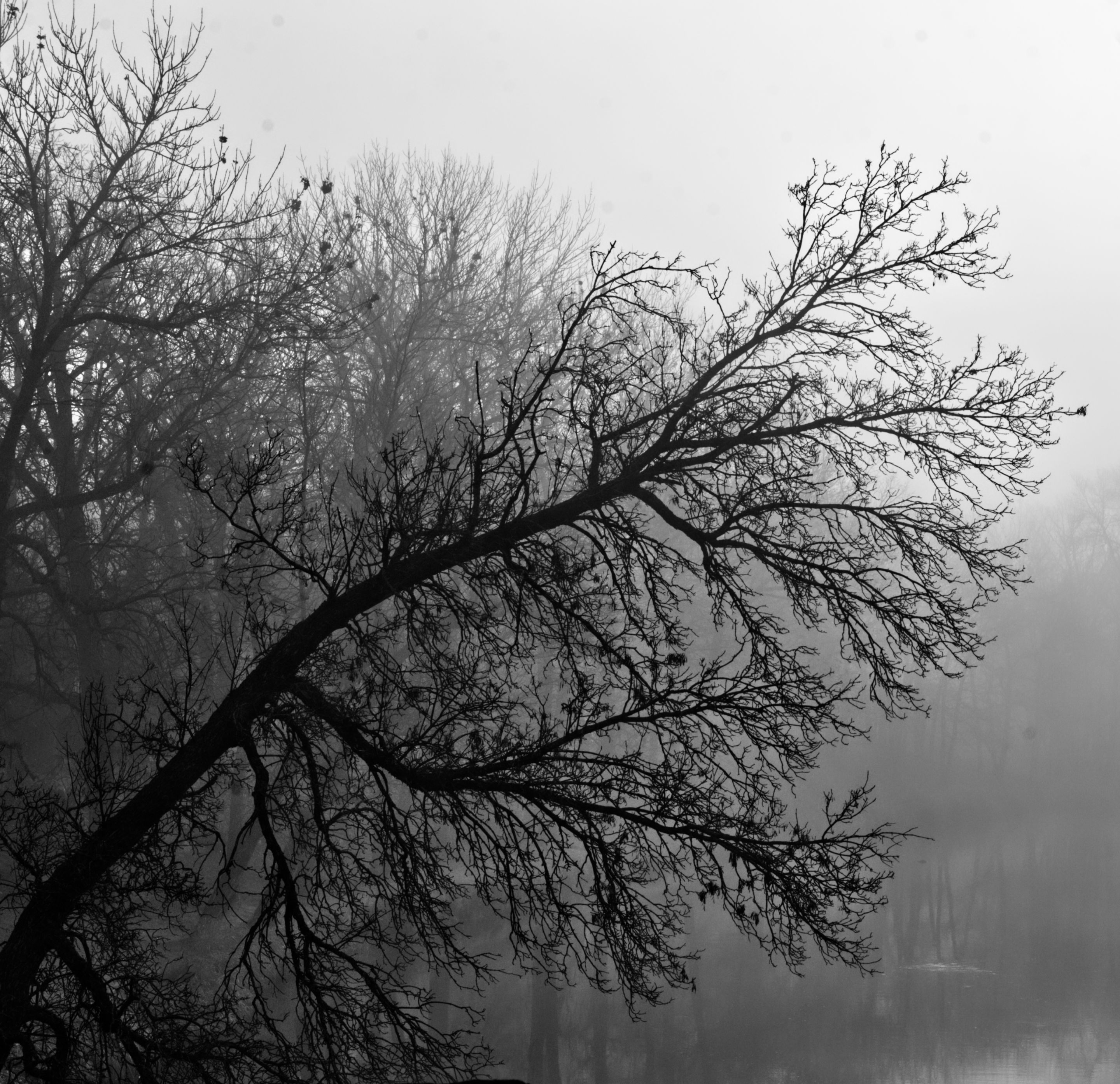 foggy-7.jpg