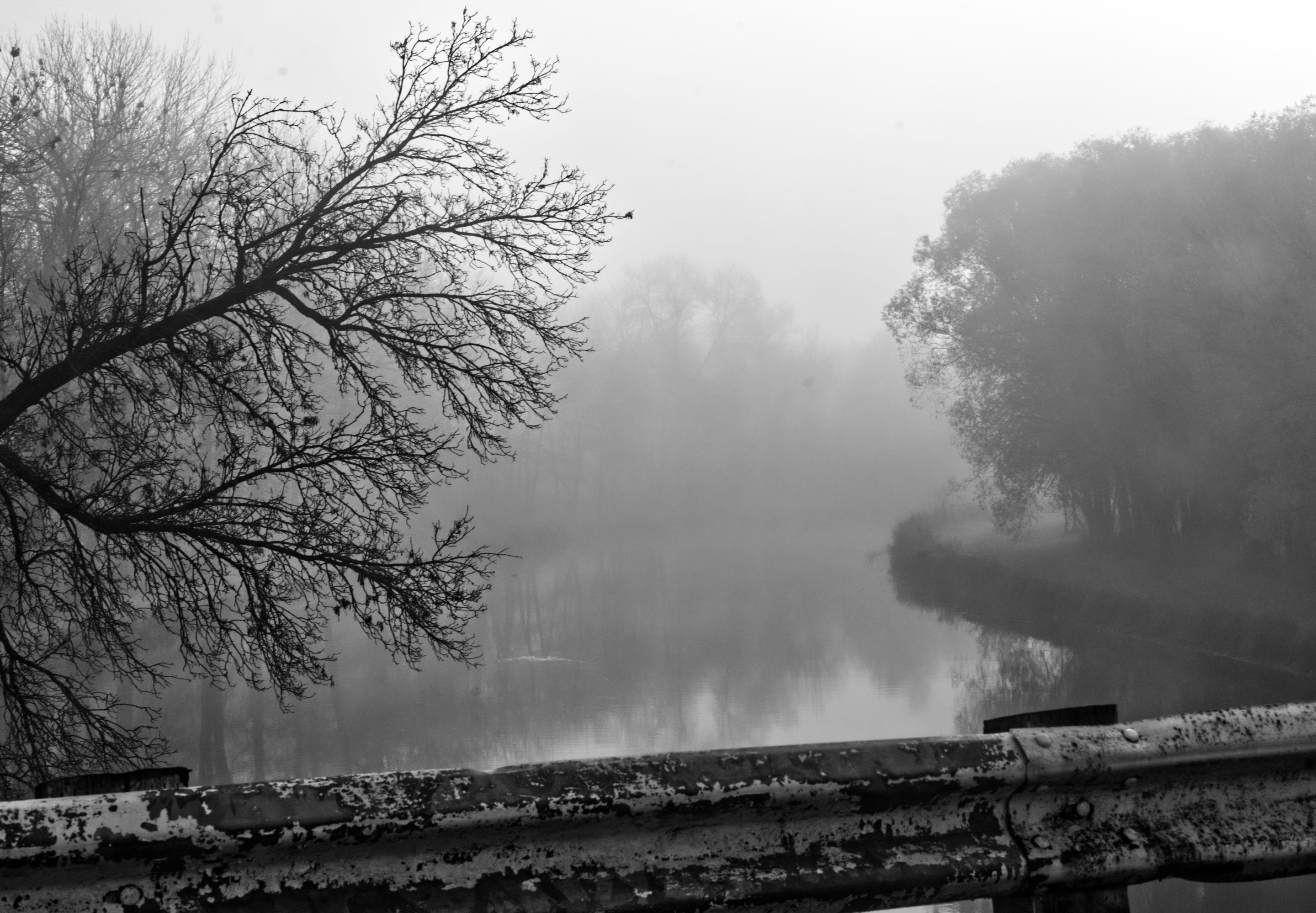 foggy-8.jpg