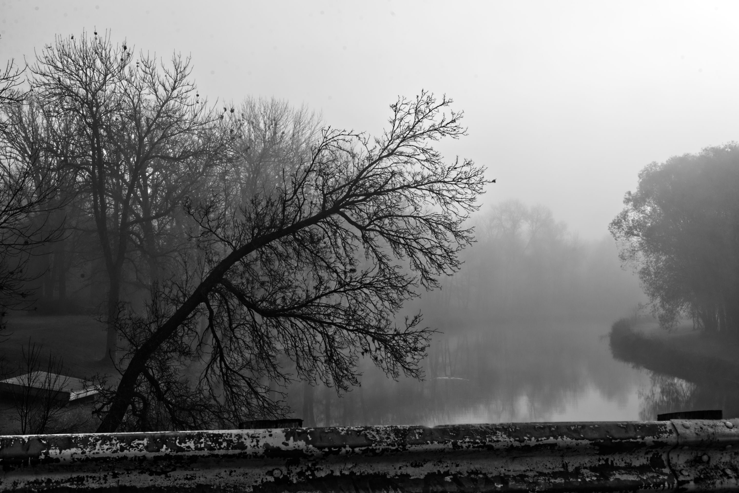foggy-6.jpg