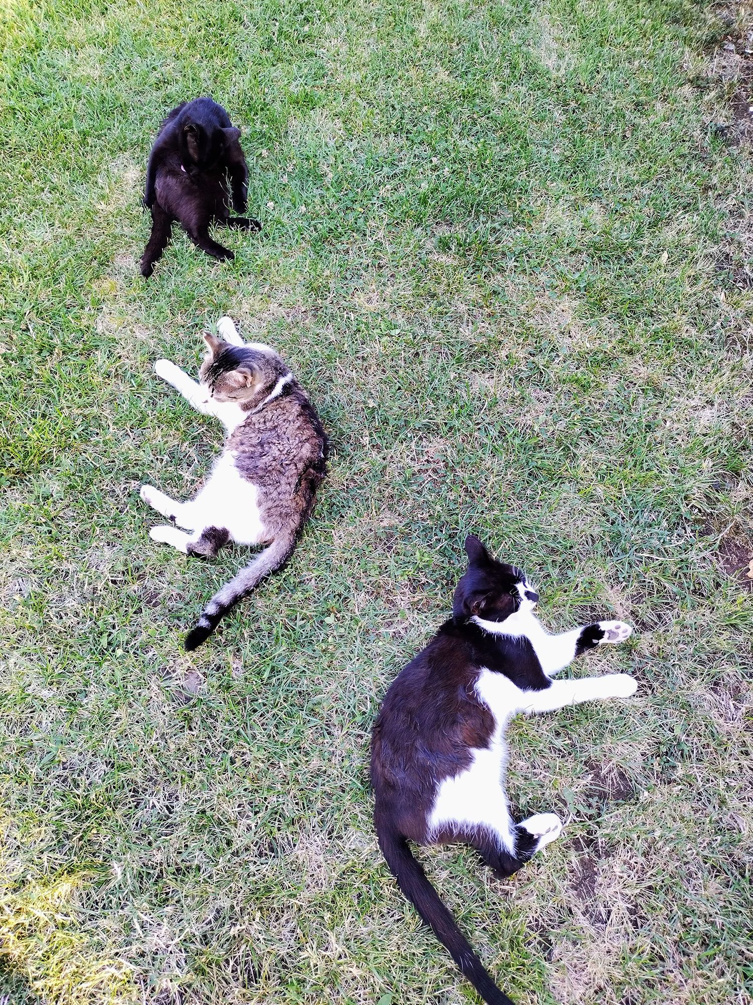 Kittens in the heat