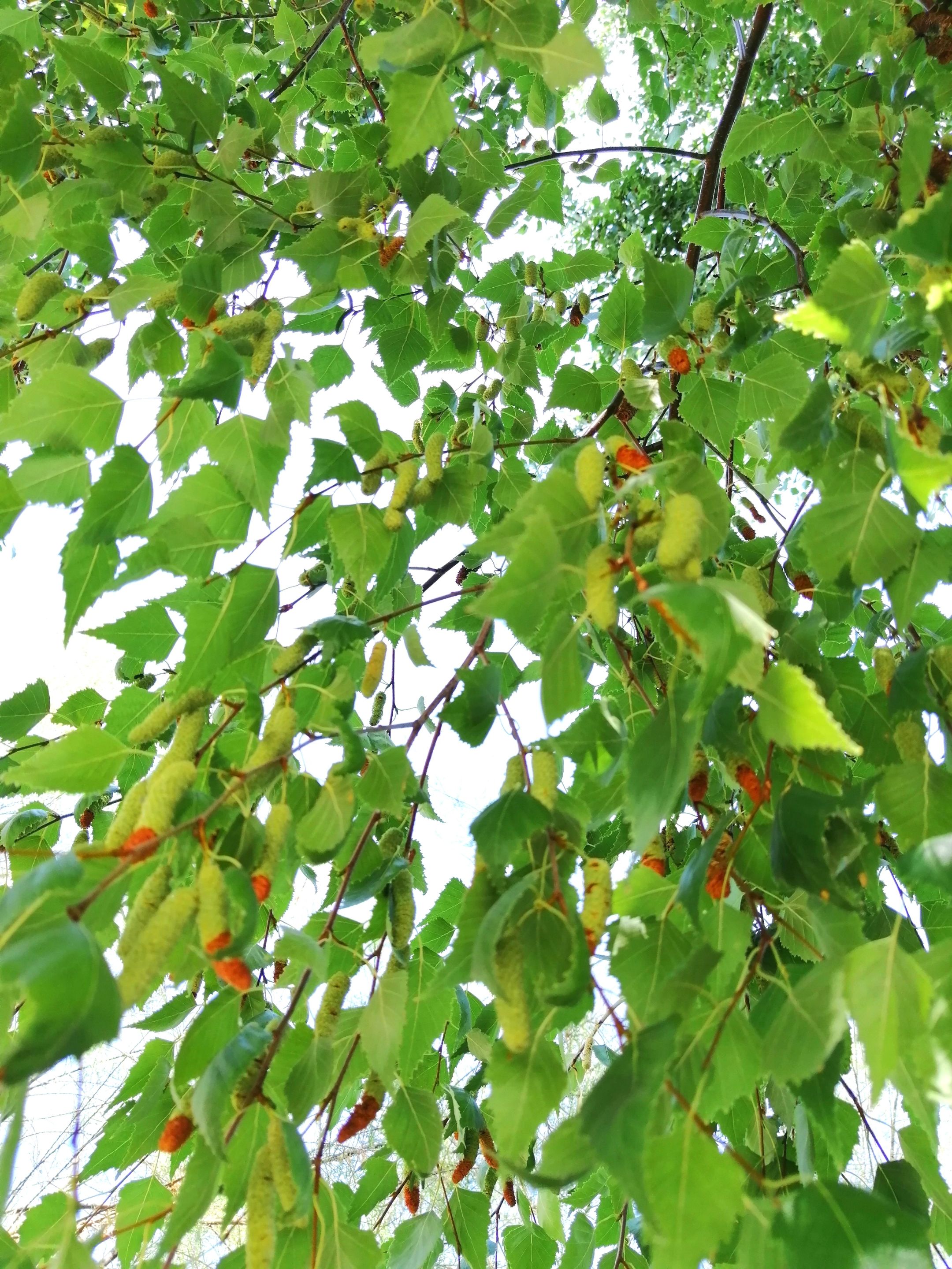 IMG_20210727_133150.jpg