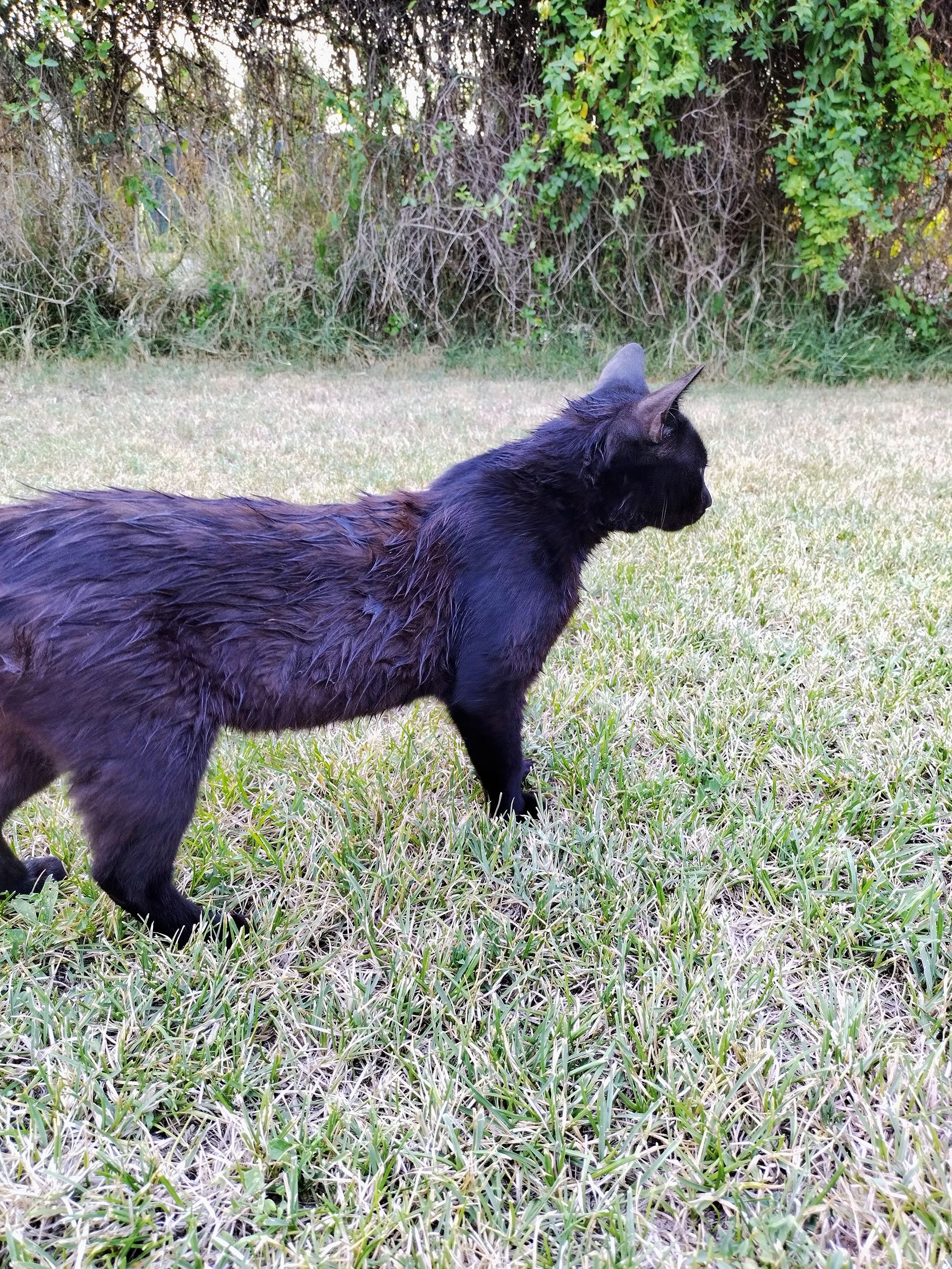 Kittens in the heat