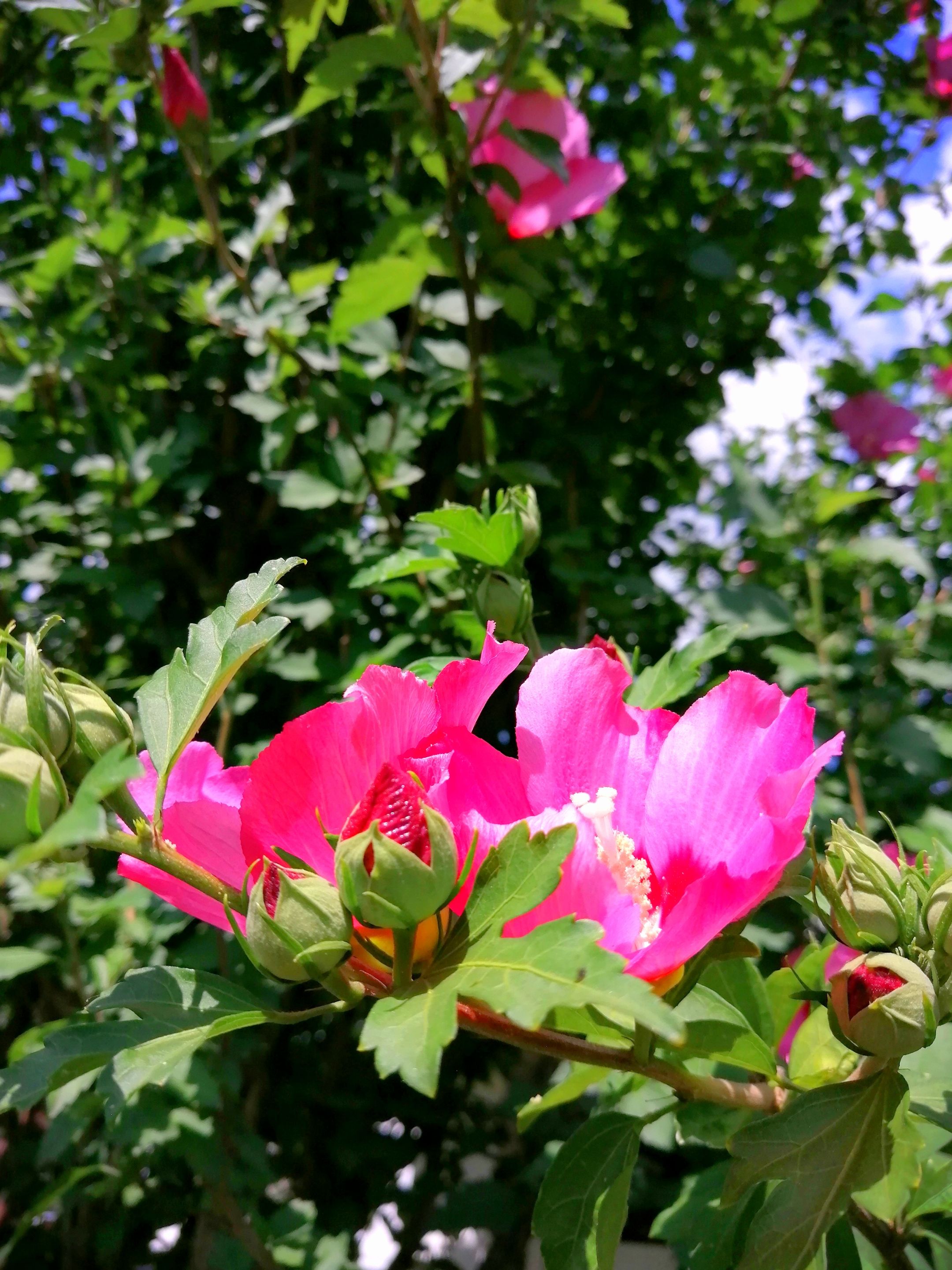 IMG_20210714_135706.jpg