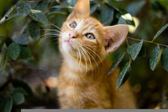 cat-6706393_640.jpg