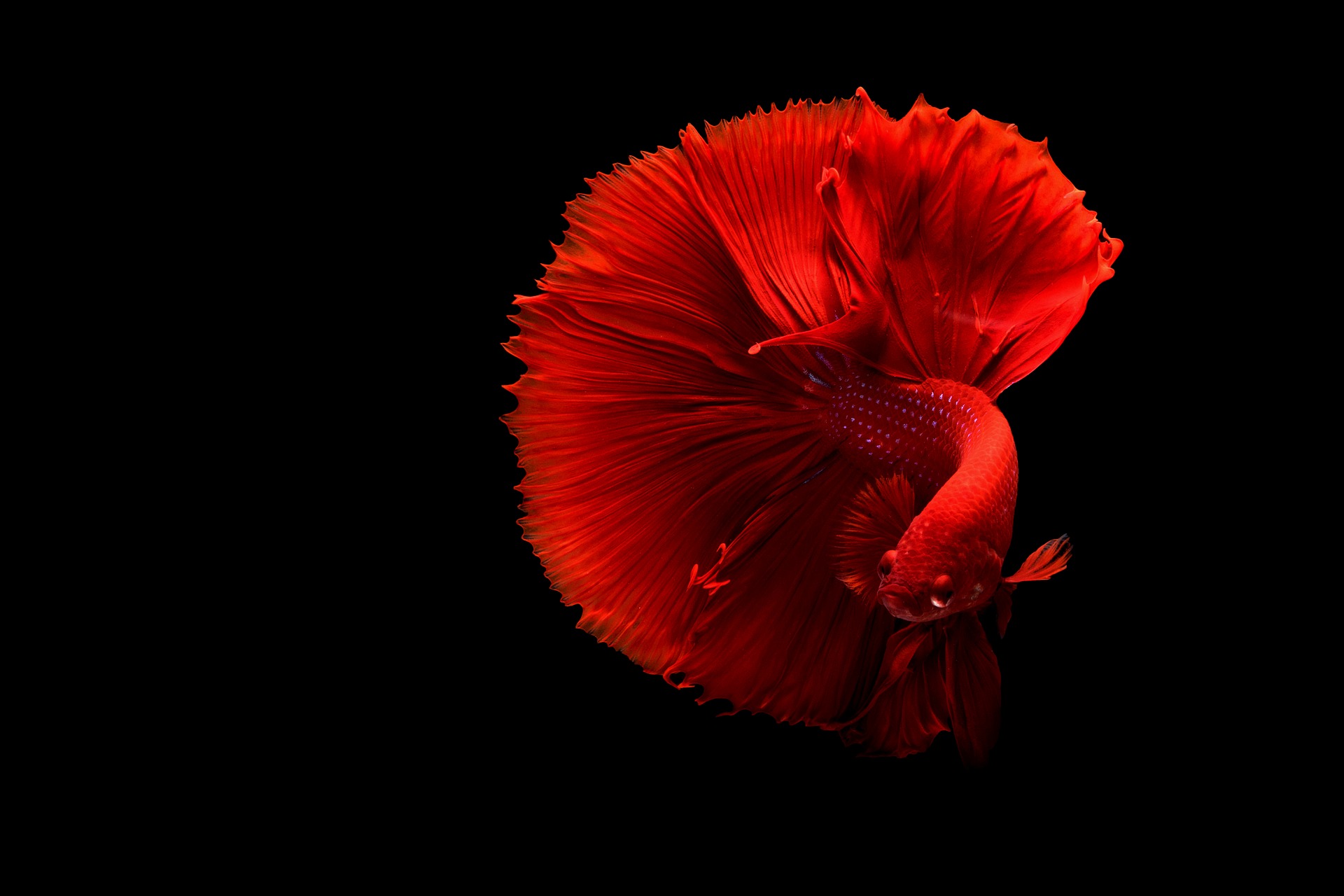 fish2587058_1920.jpg