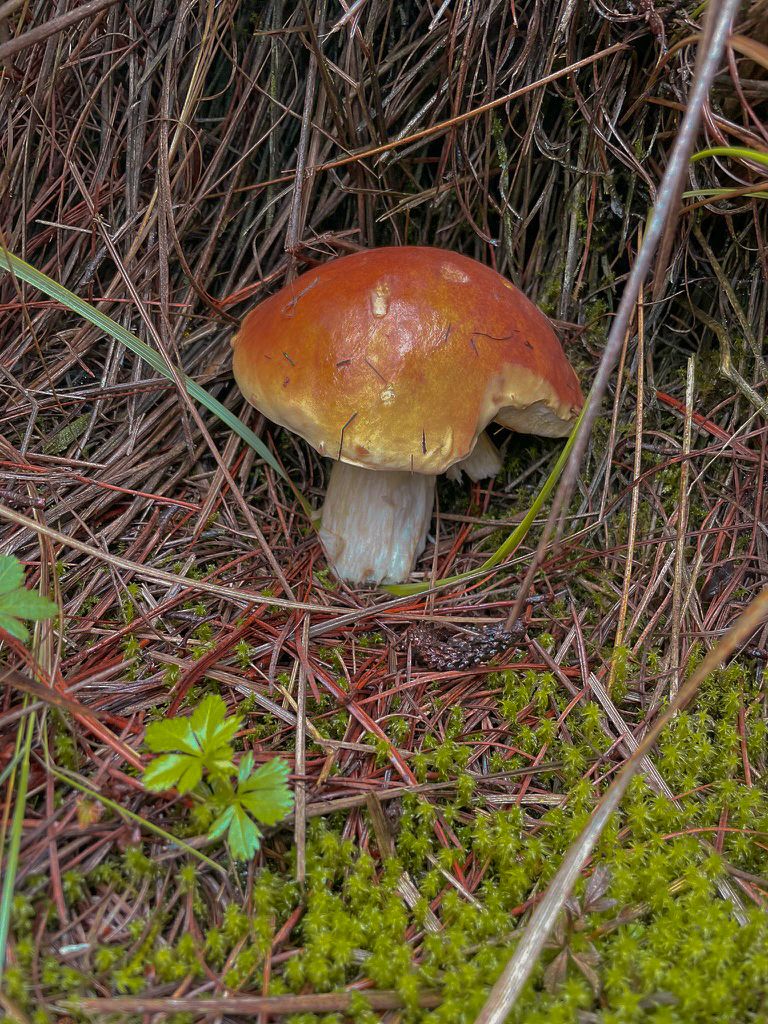 5D0E6F0D-21B9-474F-868F-6B6D0B1FEB7D_1_105_c.jpg
