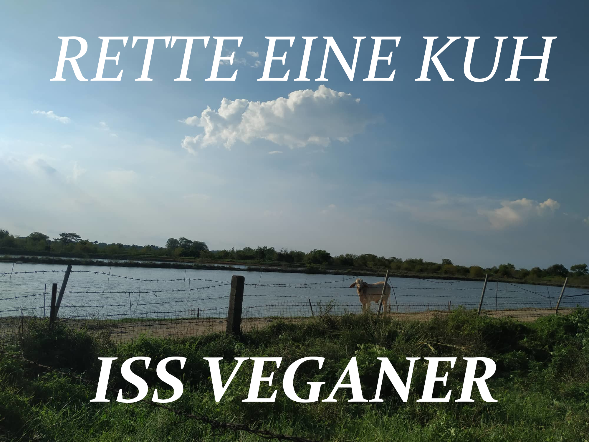 Meme sportsbuddy Rette eine Kuh.png