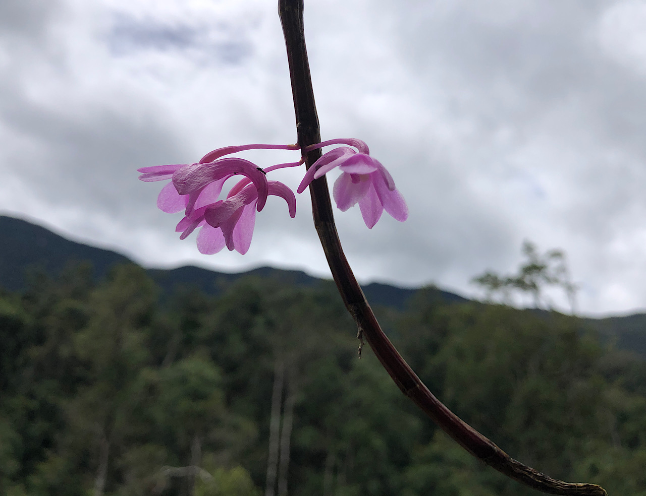 IMG_0604.jpeg