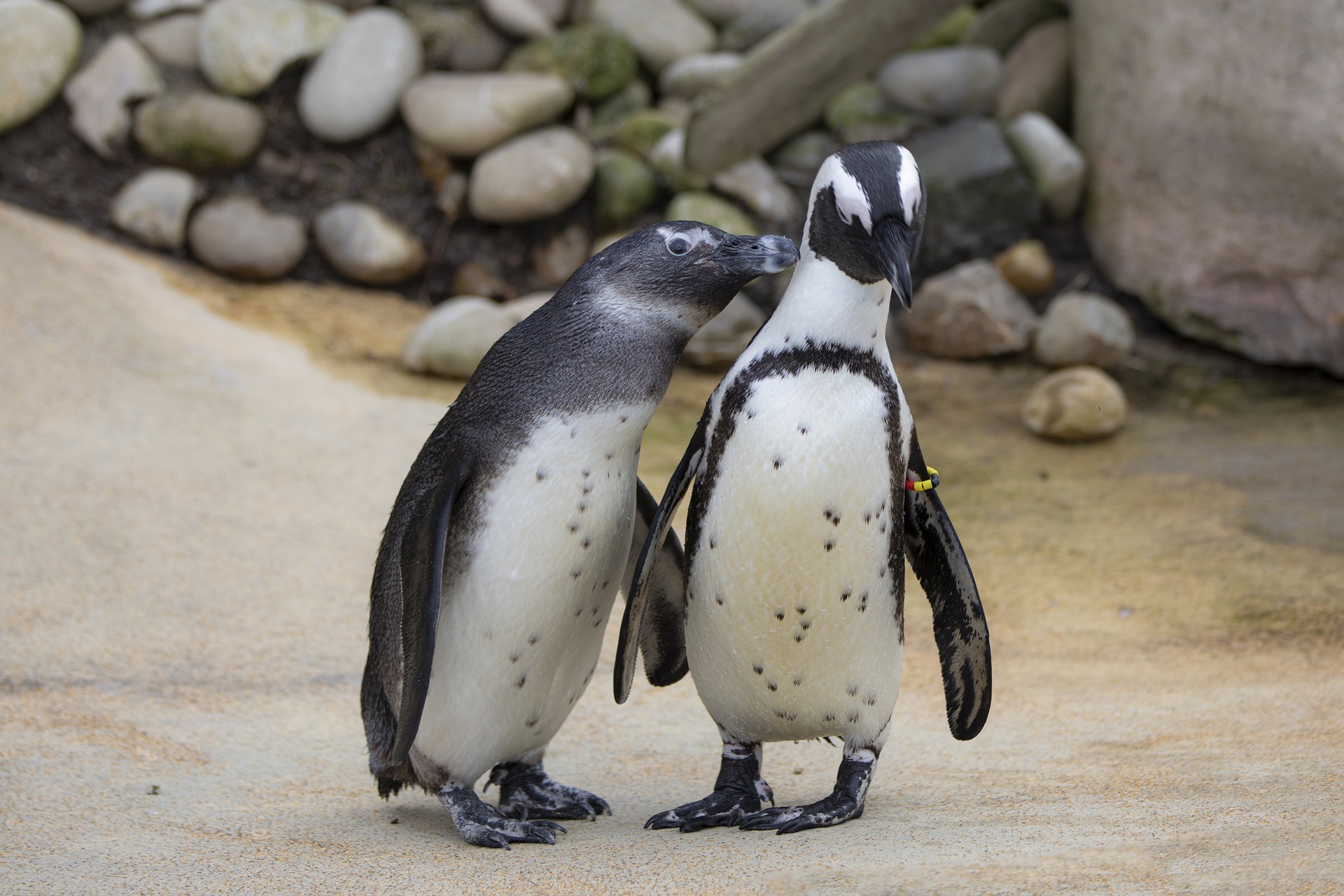 penguin4843343_1920.jpg