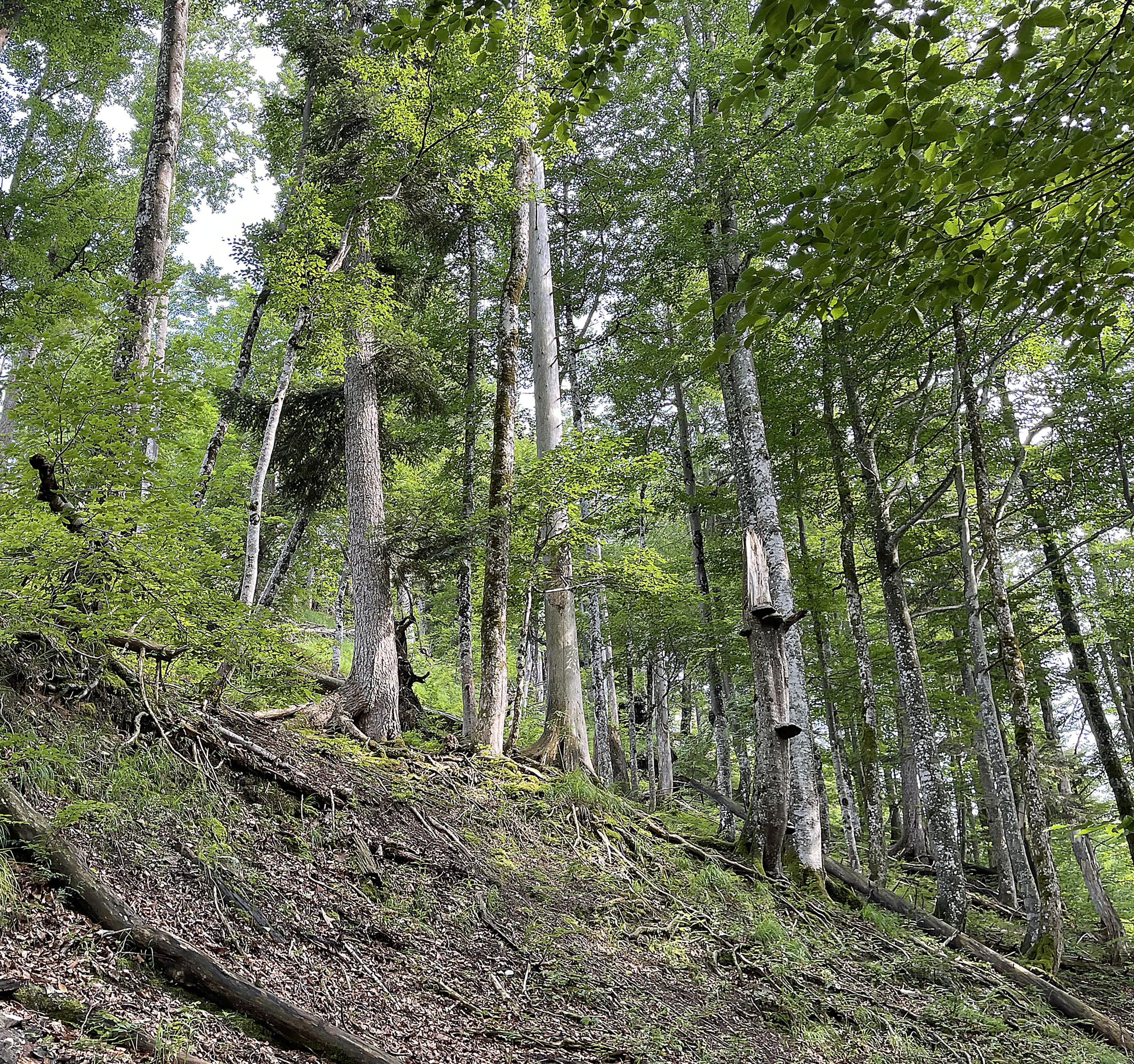 IMG-6782.jpg