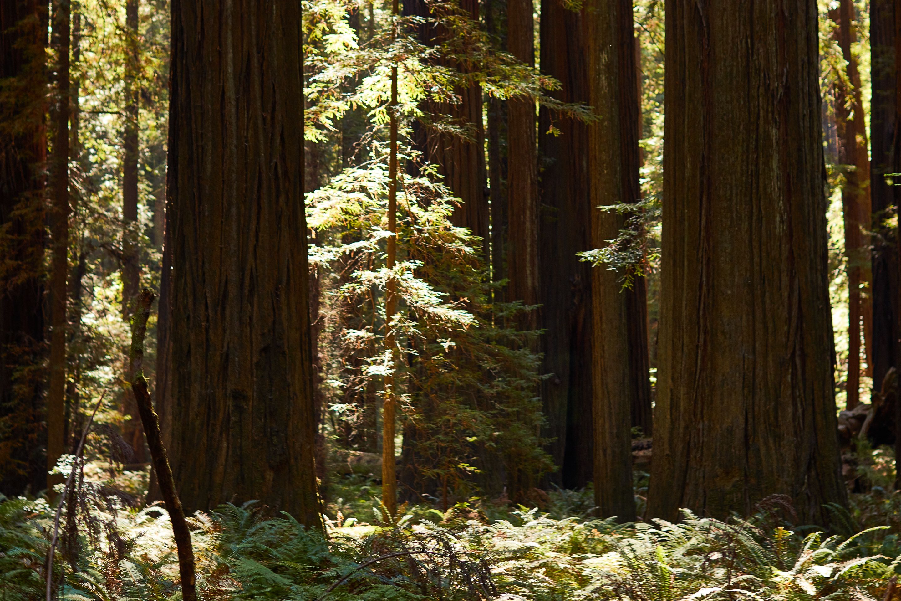 Redwoods024.jpg