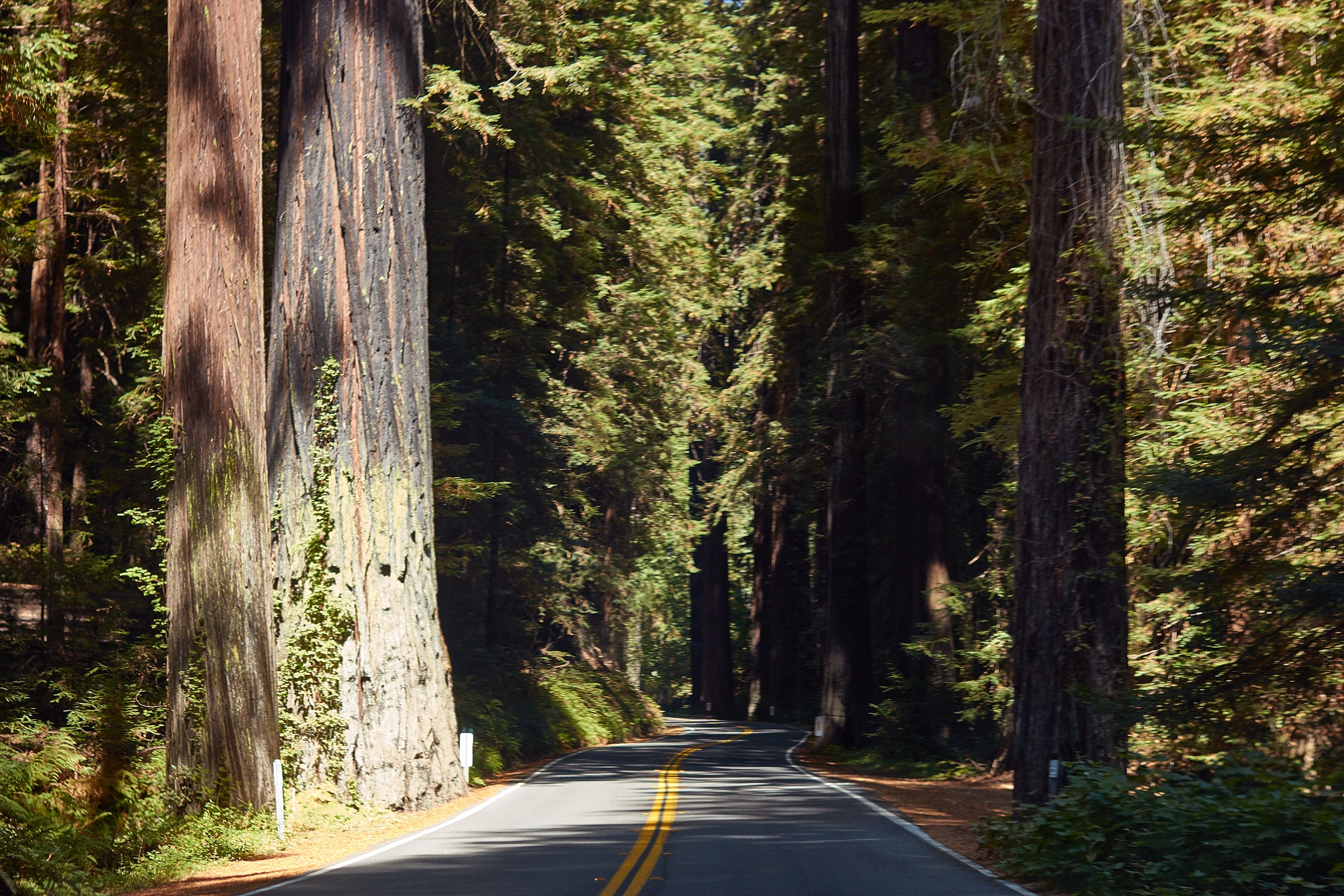 Redwoods025.jpg
