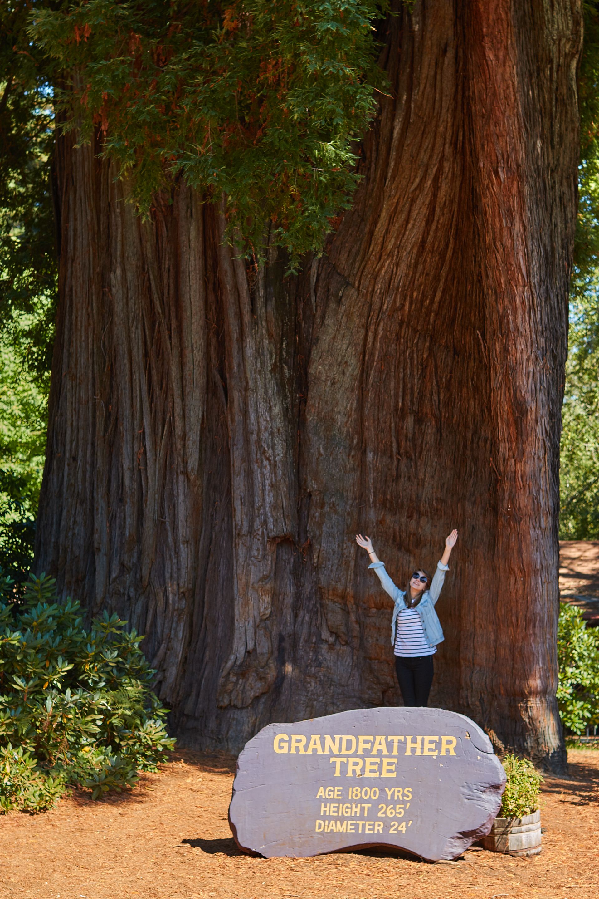 Redwoods013.jpg