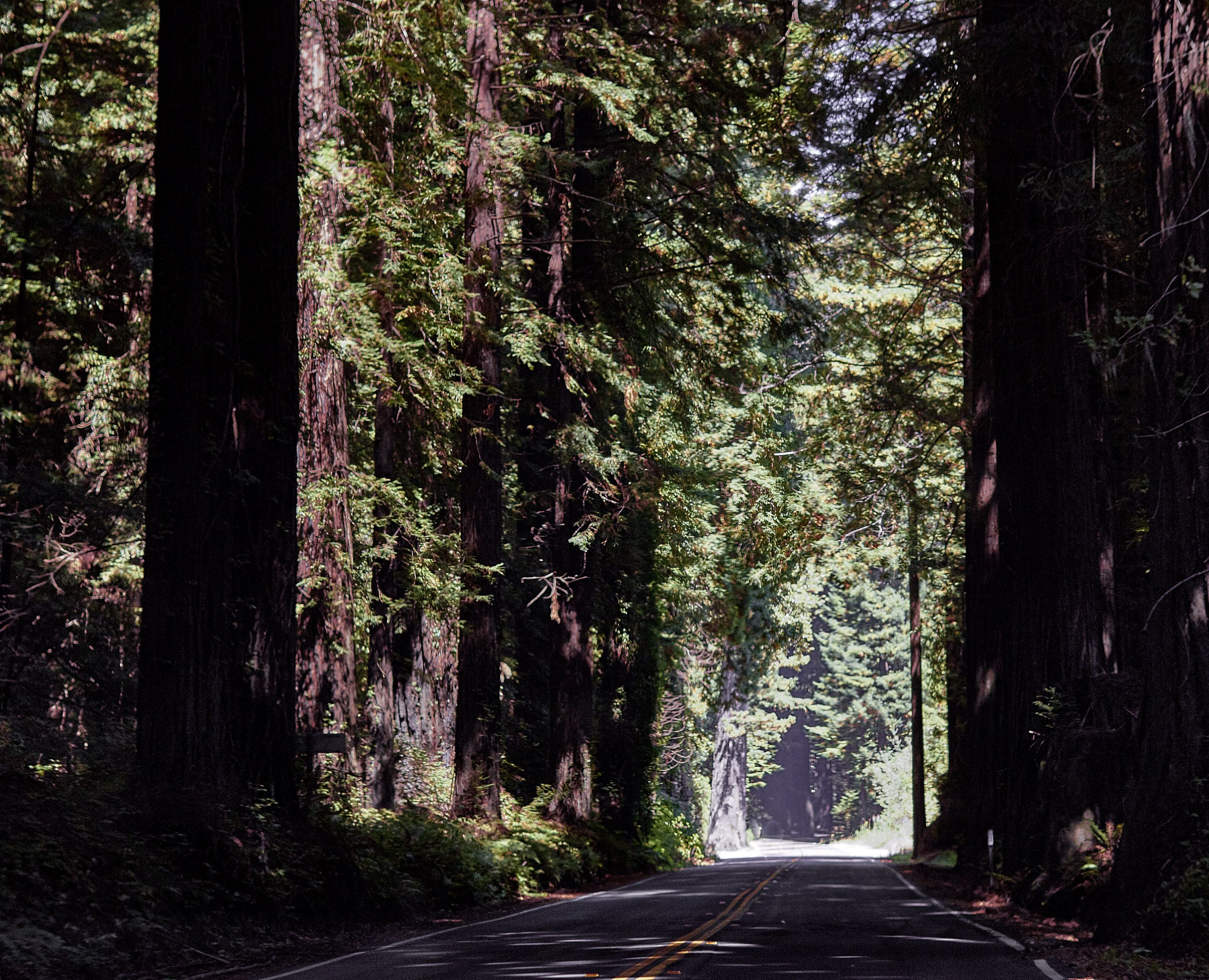 Redwoods027-2.jpg