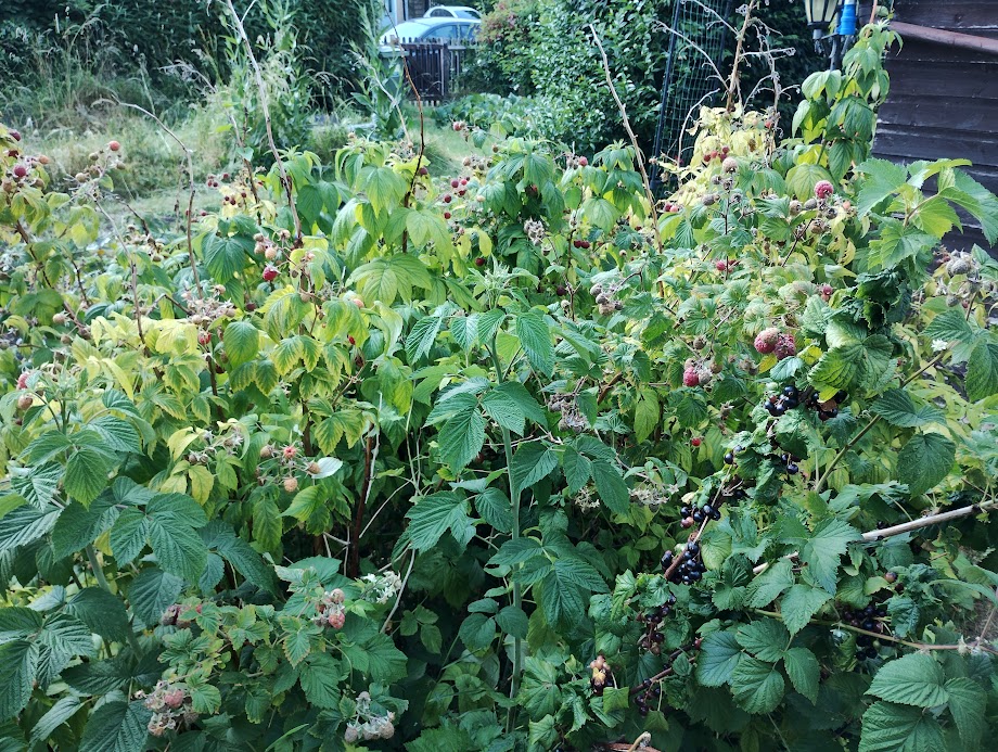 Raspberries