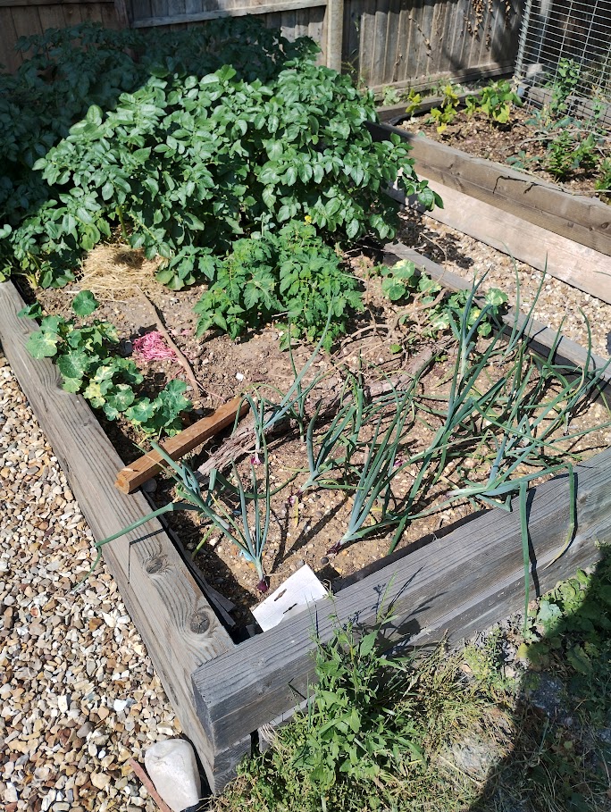 Raised bed 1