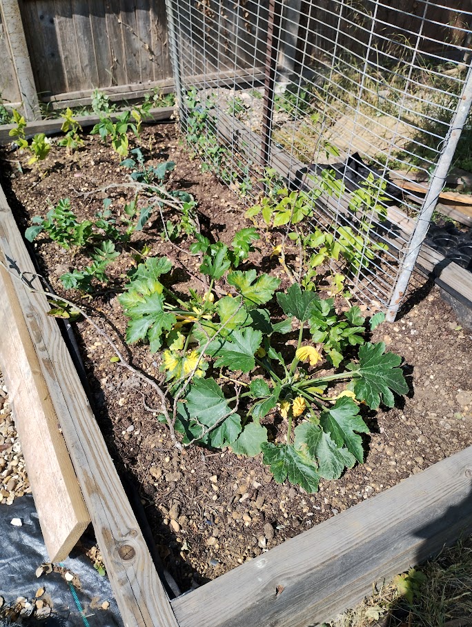 Raised bed 2