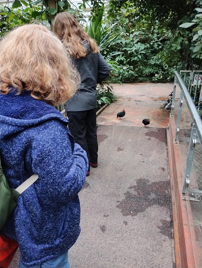 Quails