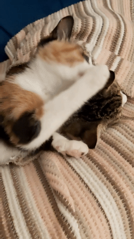 2b0e113f-7f15-428c-a937-d0a6417d3672.gif