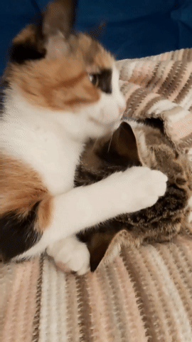 29aabbd9-4a6d-4d61-928b-f6a82f300126.gif