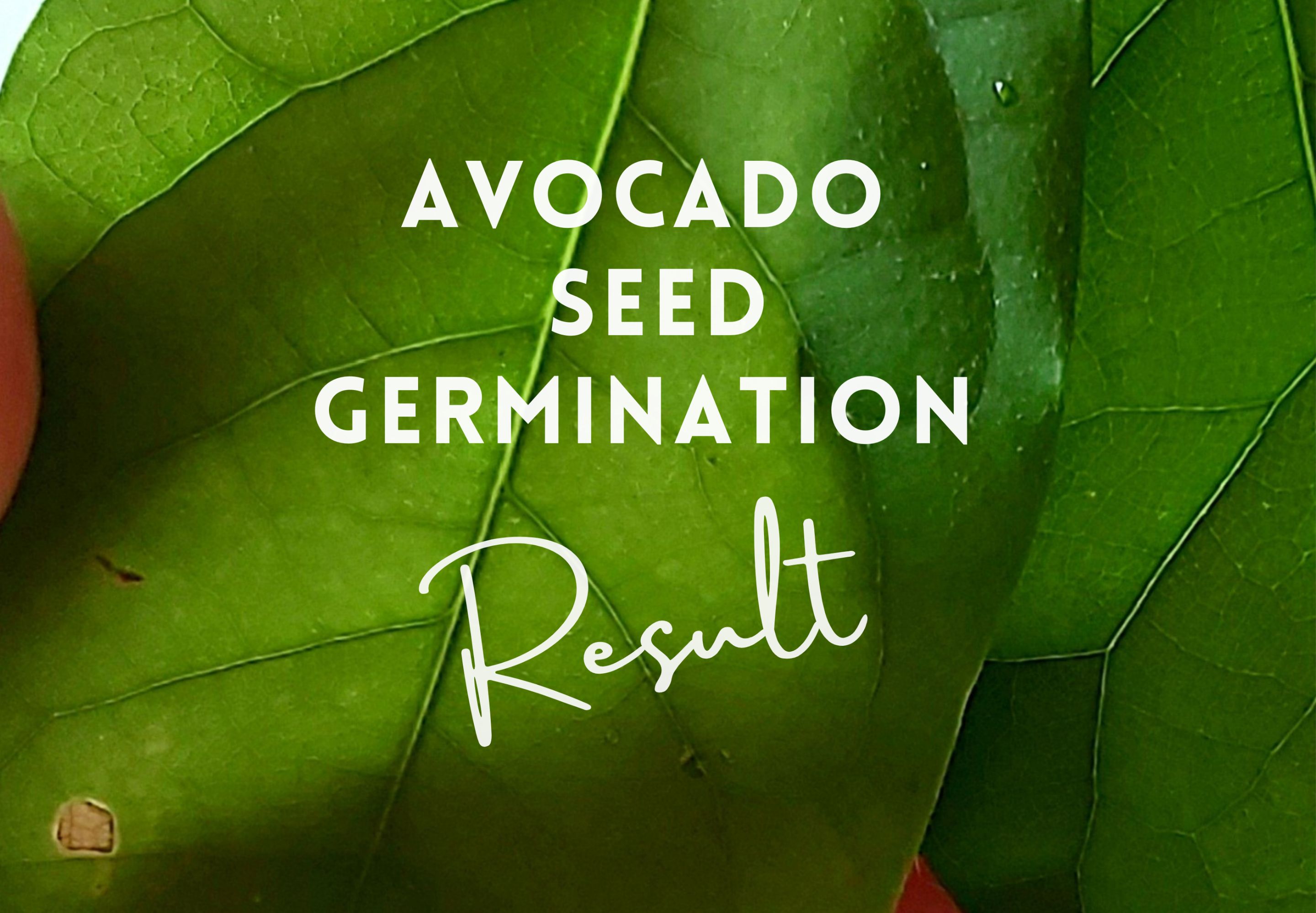 avocado-seed-germination-result-steemit