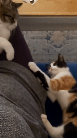c569f899-d188-4688-8847-bb63906b4cea.gif