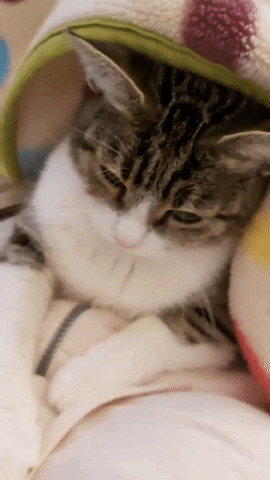 814ab248-cf03-4dbd-b476-4e63b833c4e3.gif