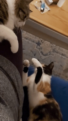 8906ef5b-46df-4059-bfc3-d9768bc1d7ea.gif