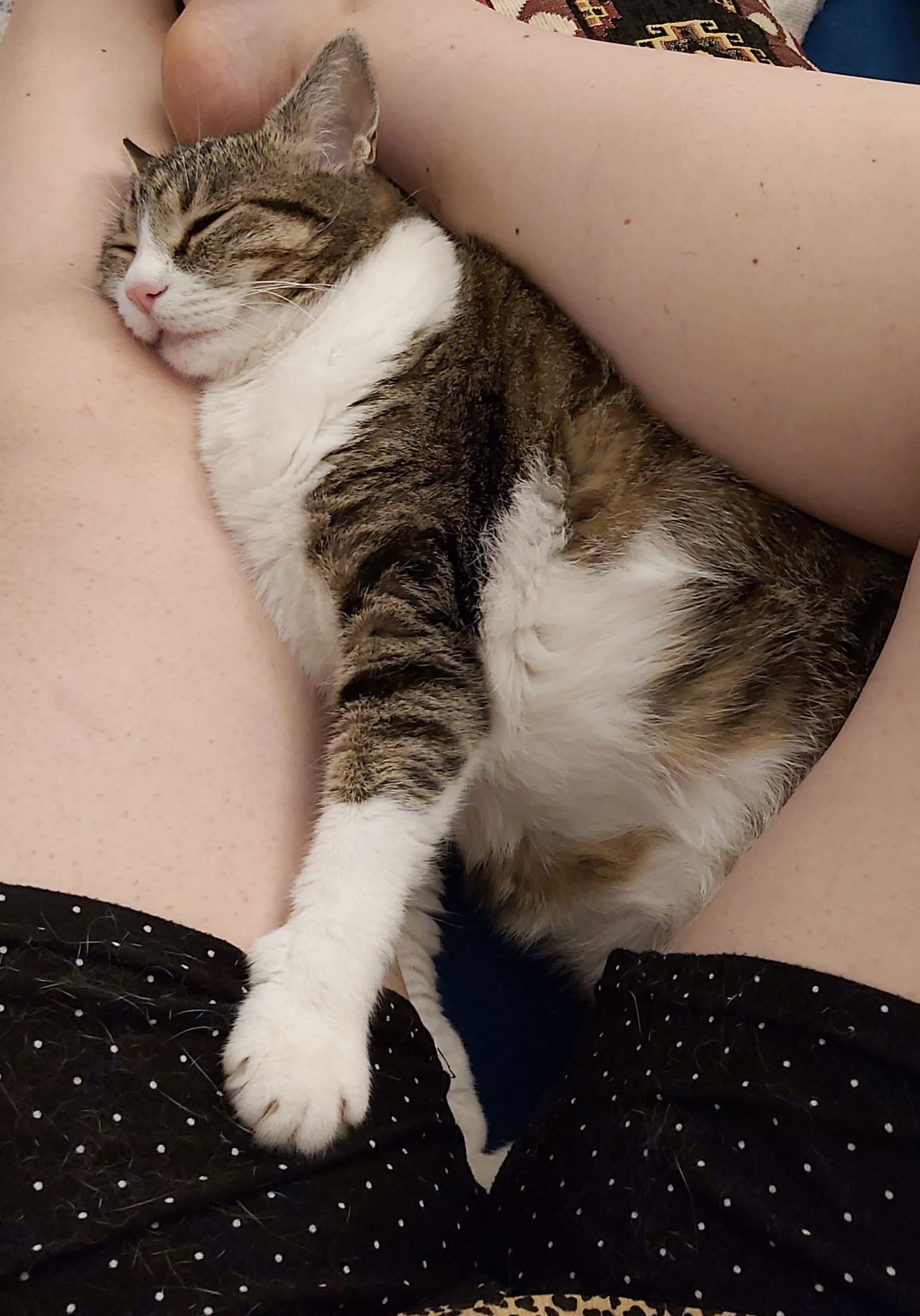 cats.jpg