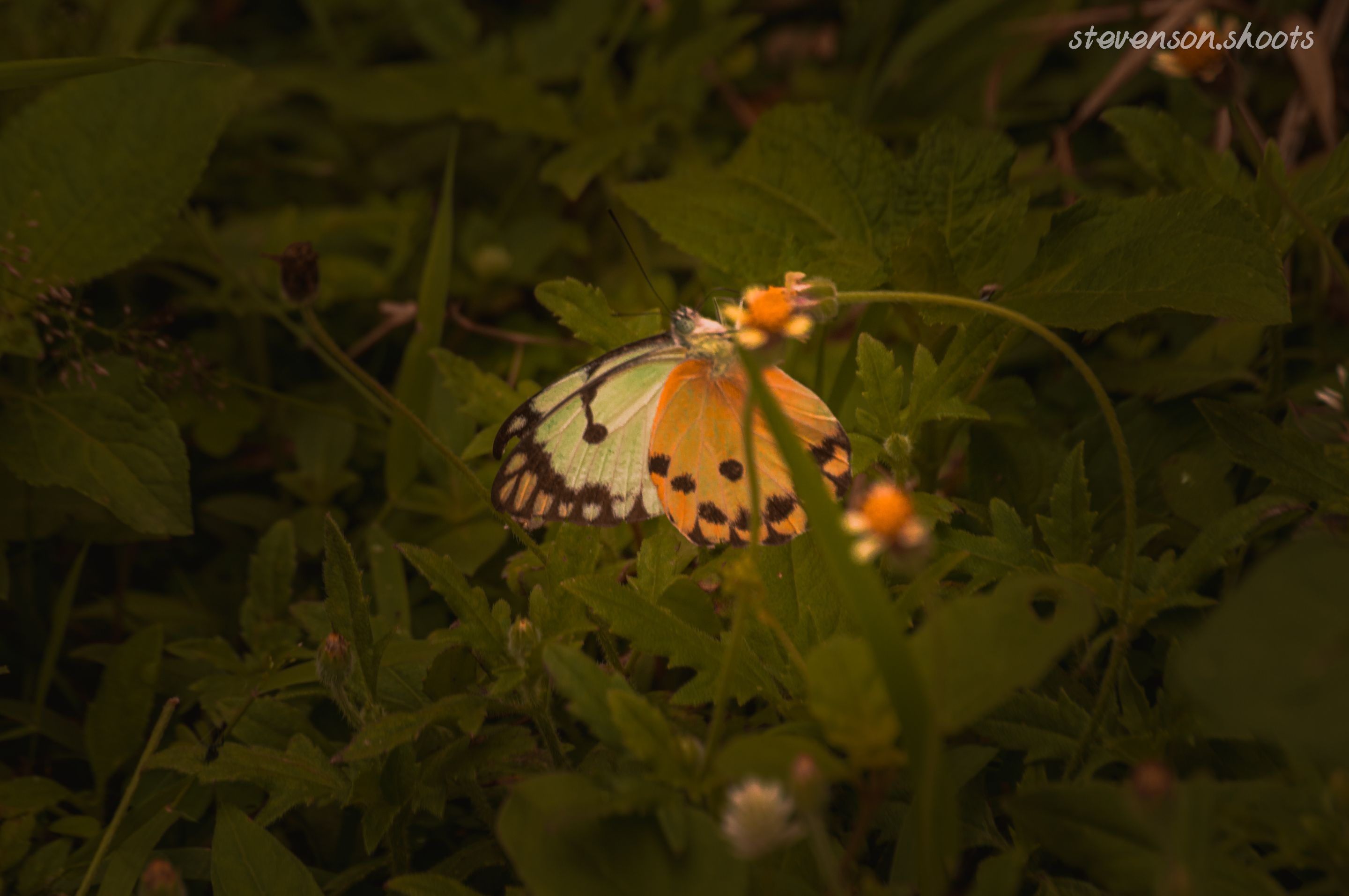 DSC_0447.jpg