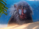 baboon.jpeg