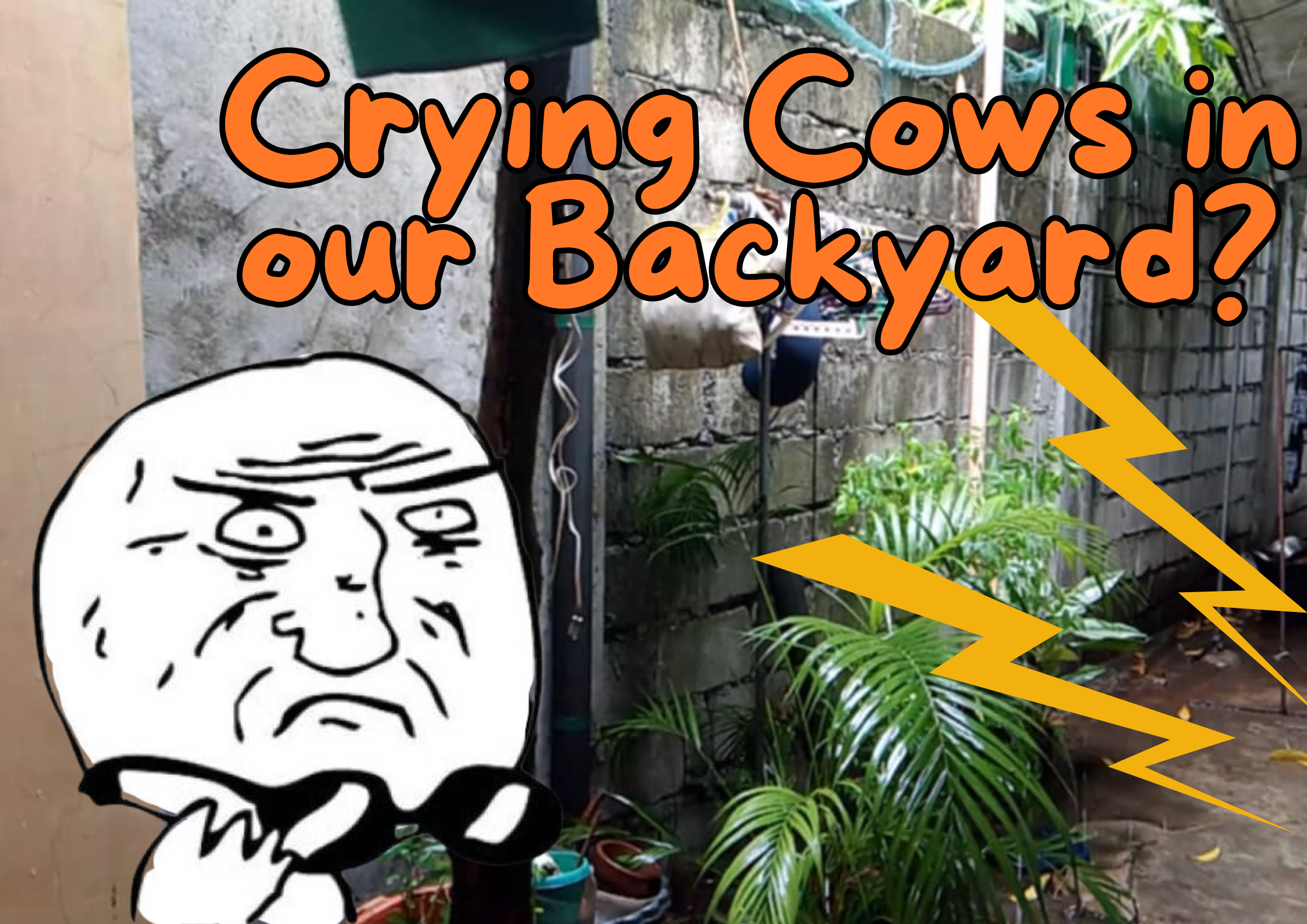 Crying Cow in our Backyard.png
