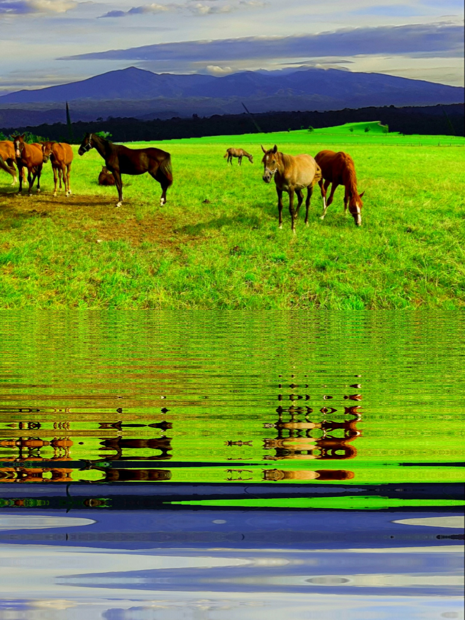 image3A3014_mirror.jpg