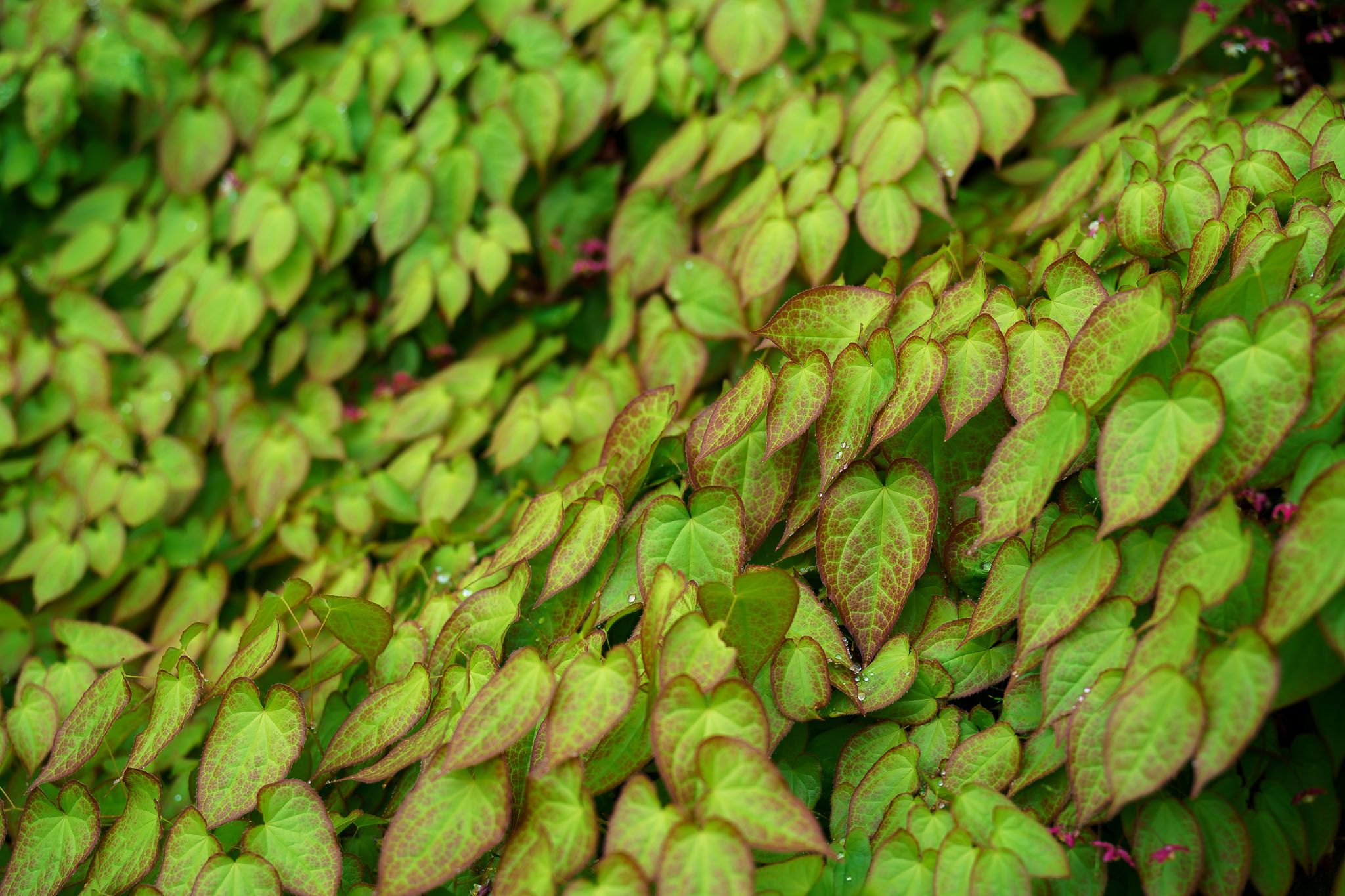 0024cc2025May18IMG01752.jpg